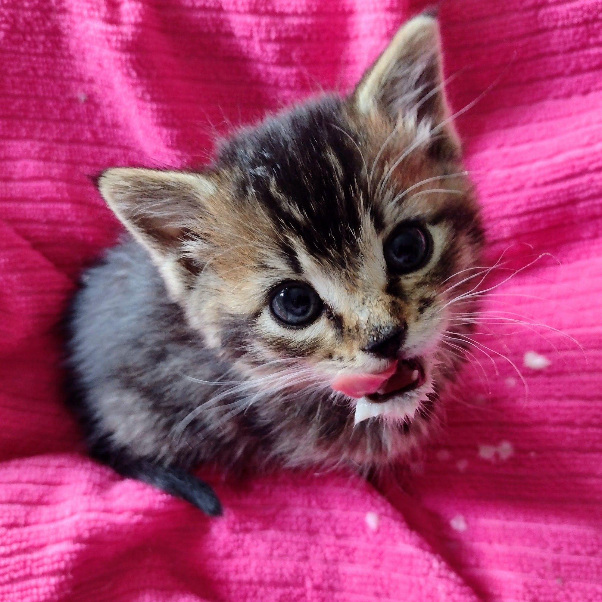 A tiny baby Figgy sits and looks up at the camera. He is licking his lips and his chin is covered in milk.