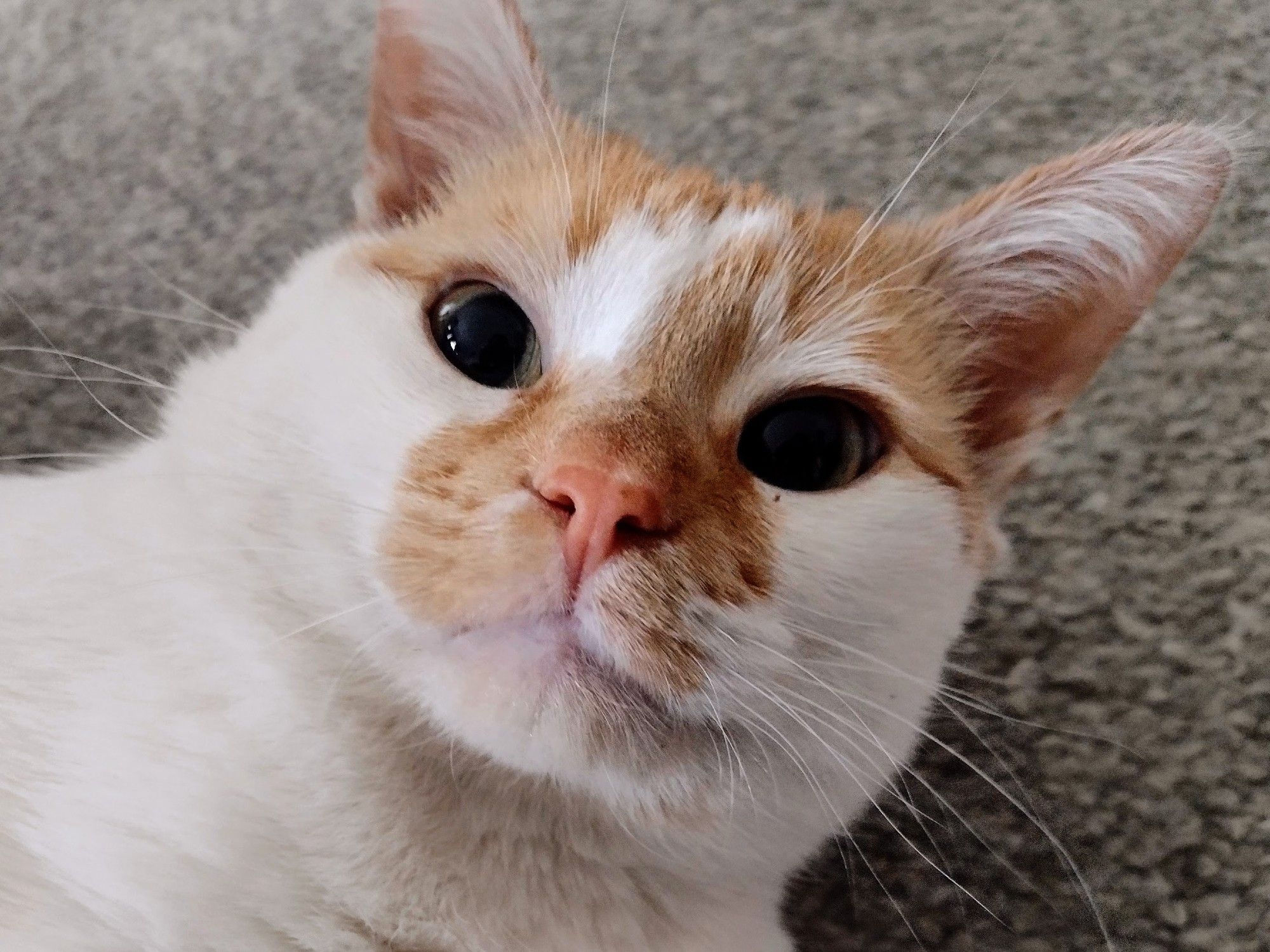 A closeup of Cheddar as he lies on the floor, looking up at the camera with big eyes.