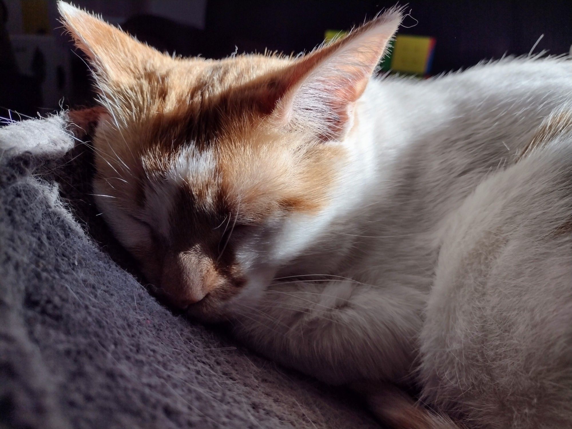 Closeup of Cheddar as he sleeps in his plush hammock bed. His arm is tucked under his chin, and the sun is shining brightly on his head.