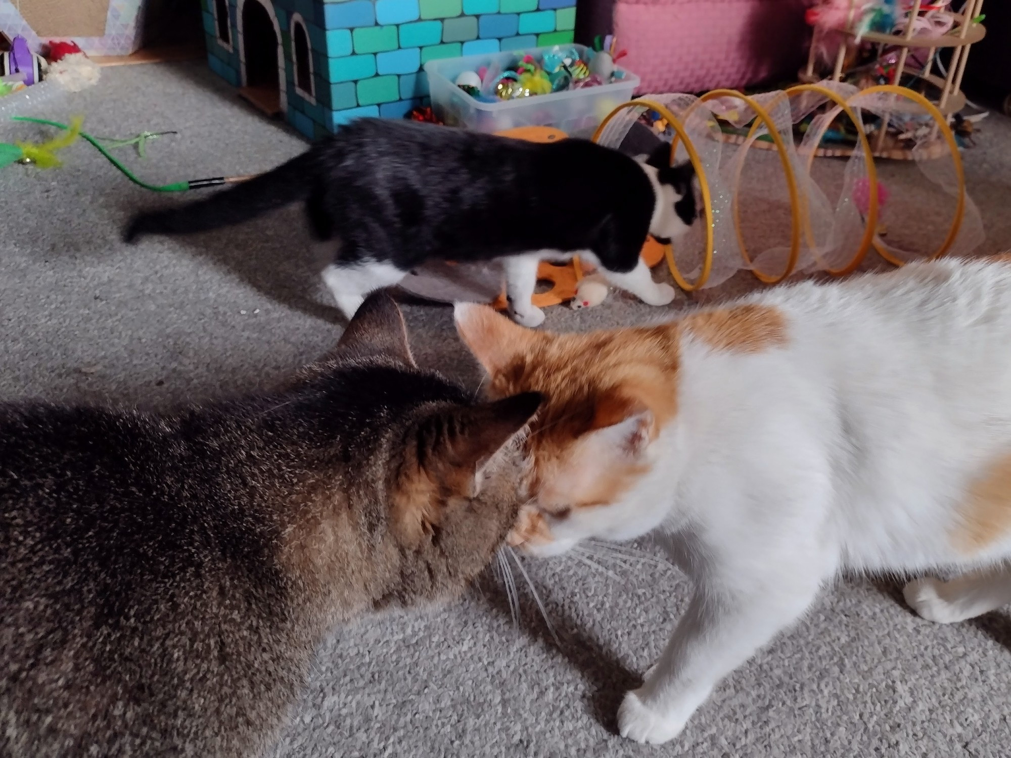 Figgy and Cheddar give each other a friendly headbump in the foreground, as the black and white foster kitten approaches a coil play tube.