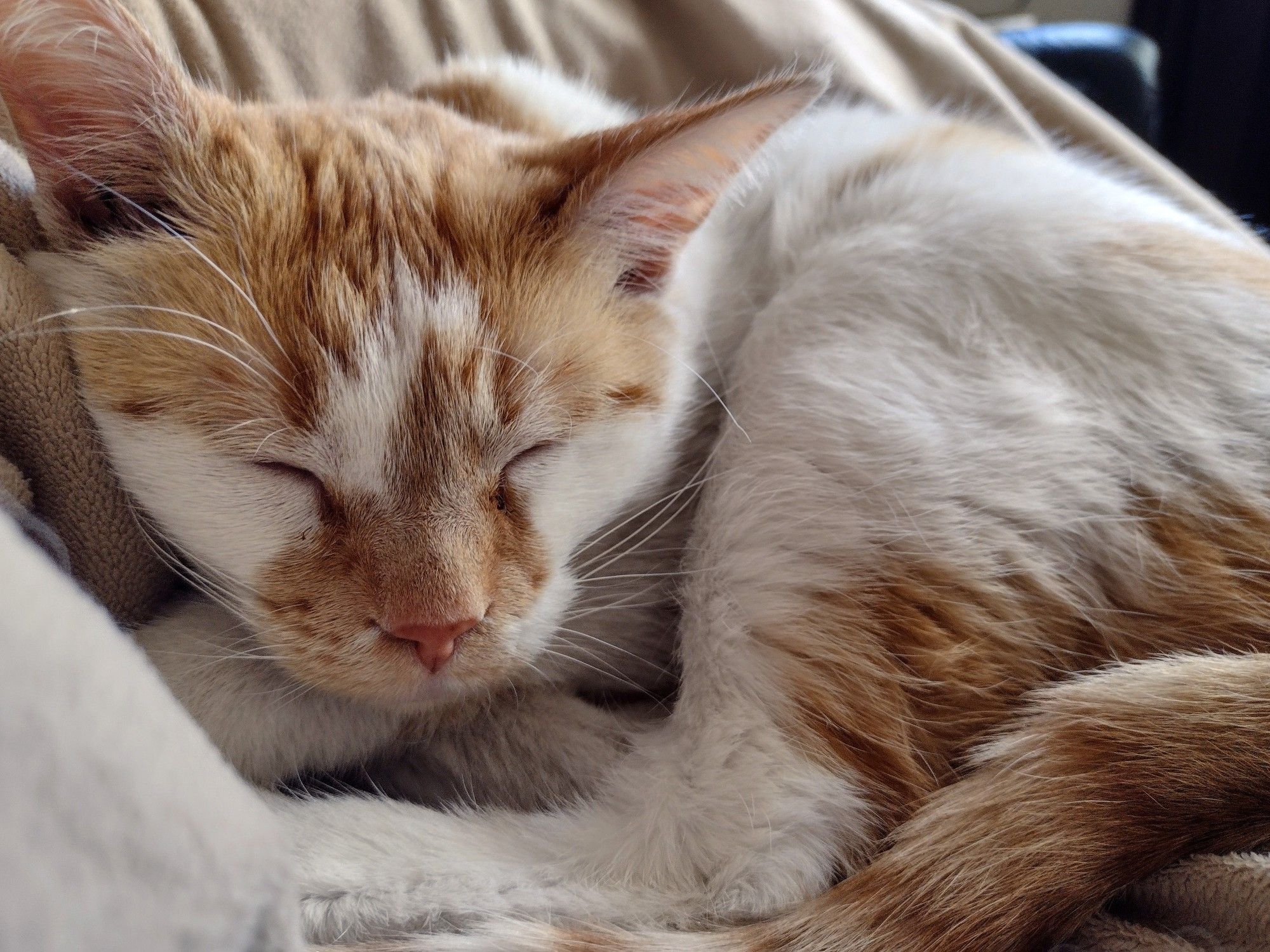 A closeup of Cheddar as he sleeps, all curled up.