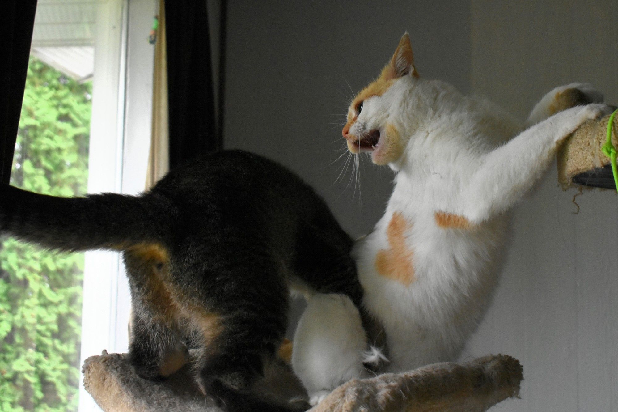 Figgy and Cheddar are both on the middle tier of the cat tree. Figgy, on the left, is bent over and only his hind end is seen. His arms are wrapped around Cheddar's waist. Cheddar is standing up, with his arms resting on the upper tier of the tree. His head is turned back towards Figgy and his mouth is open as he yells in protest.