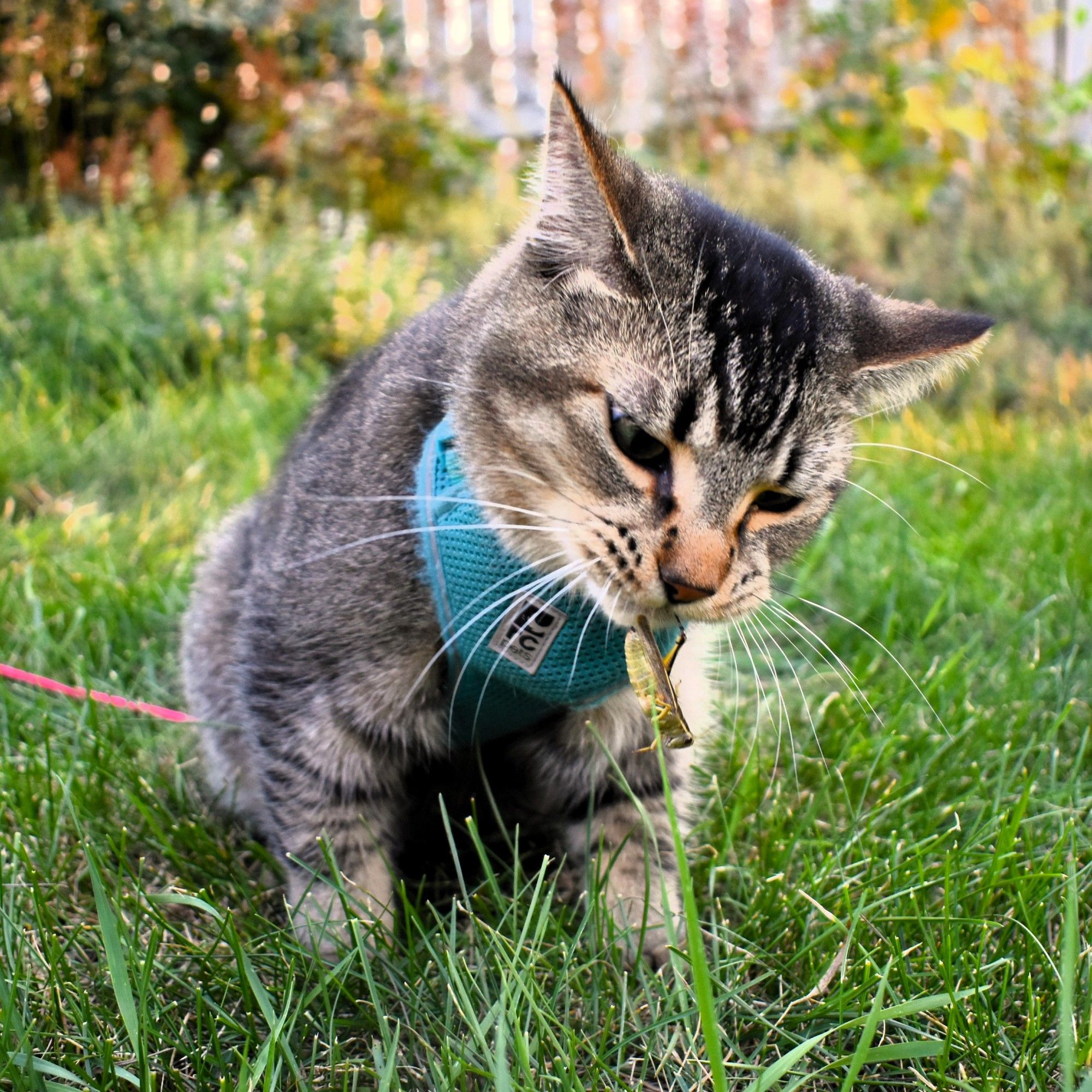 Figgy sits in the grass, and has a grasshopper hanging down from his mouth as he picks it up by the leg.