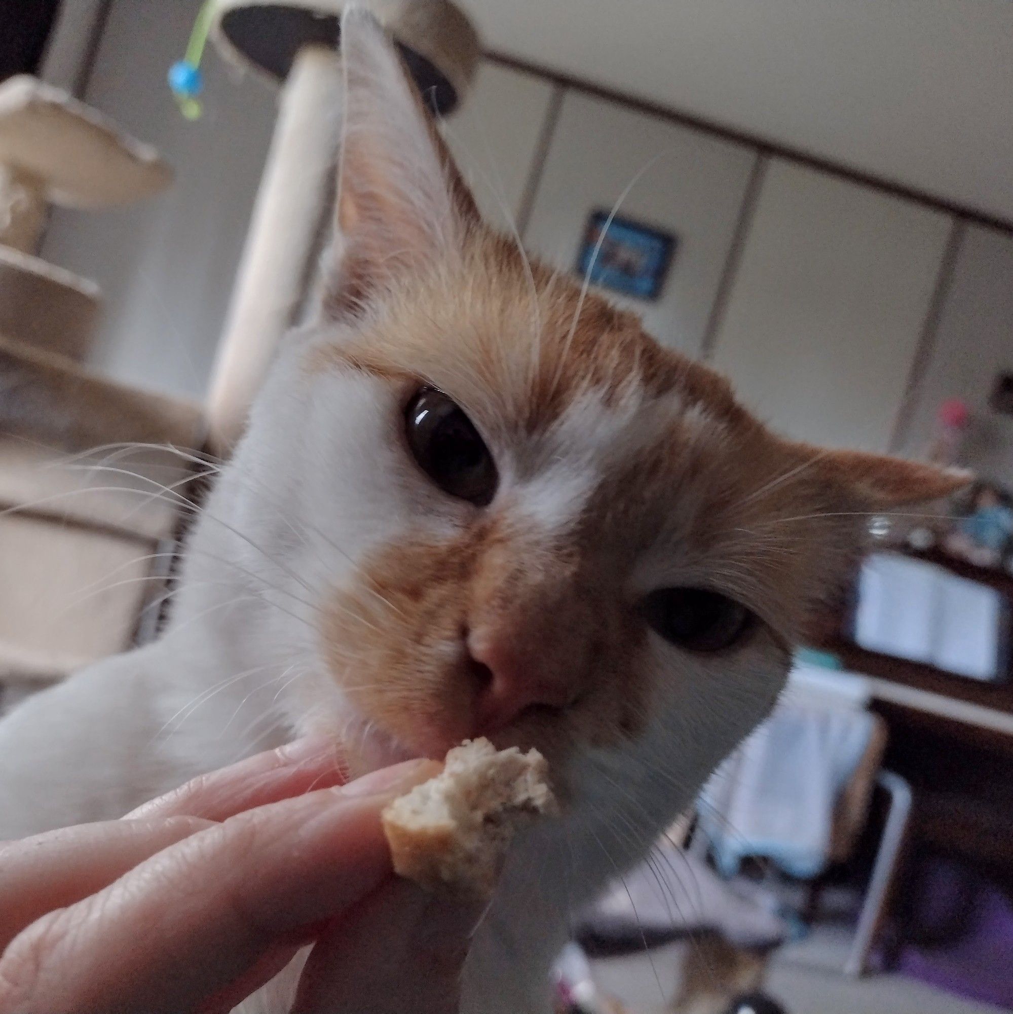 Closeup of Cheddar as he's about to take a bite of a small remaining piece of sandwich being held by his mama.