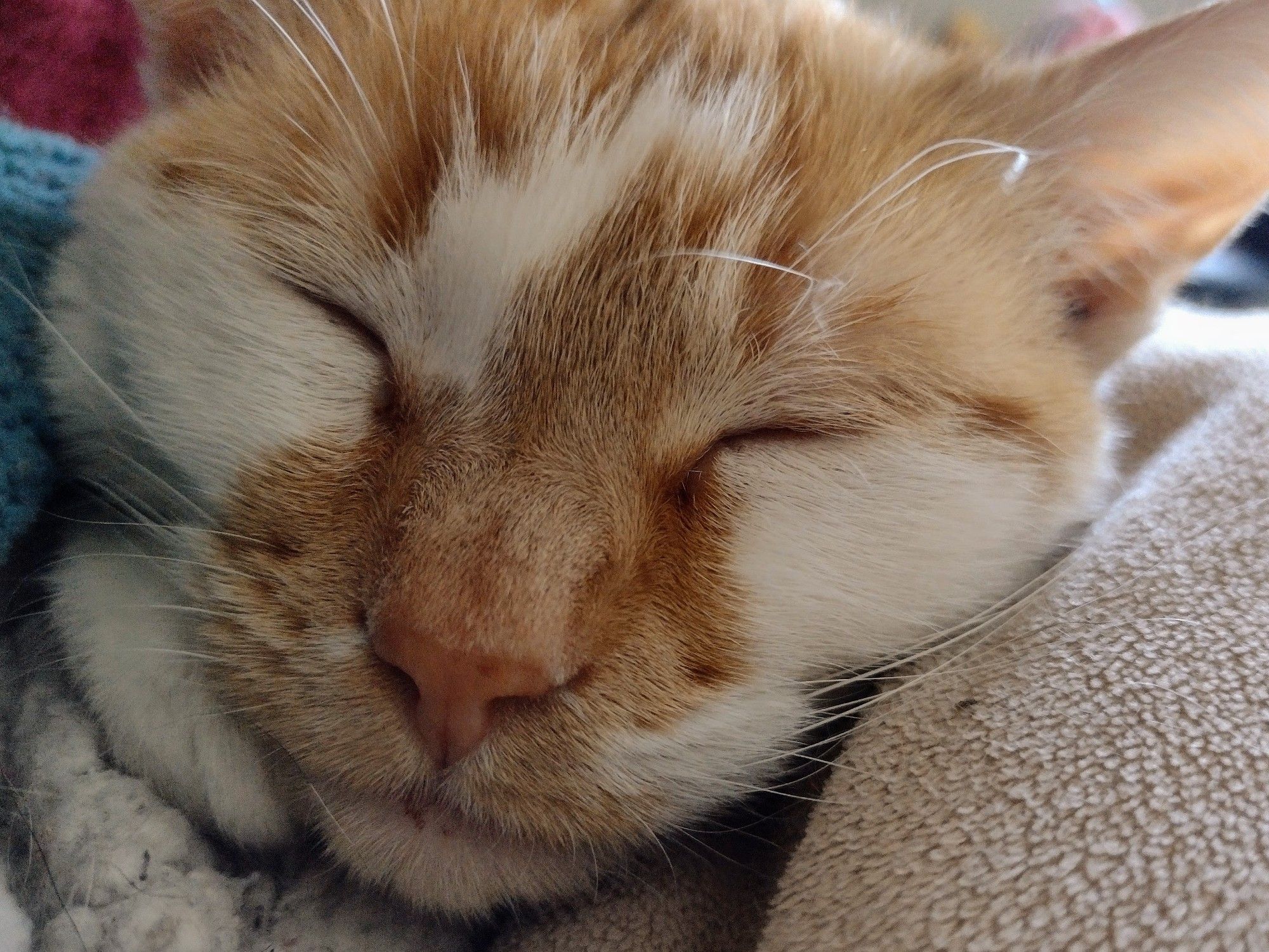 Closeup of Cheddar's face as he sleeps.