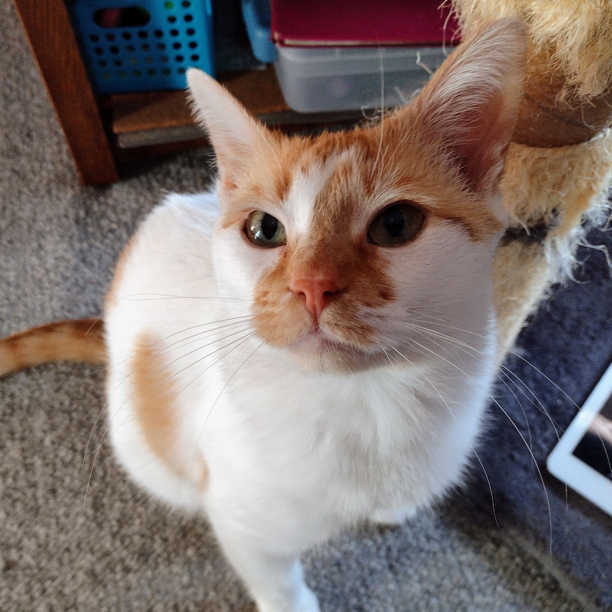 Cheddar sits and looks up at the camera, with a thoughtful expression.