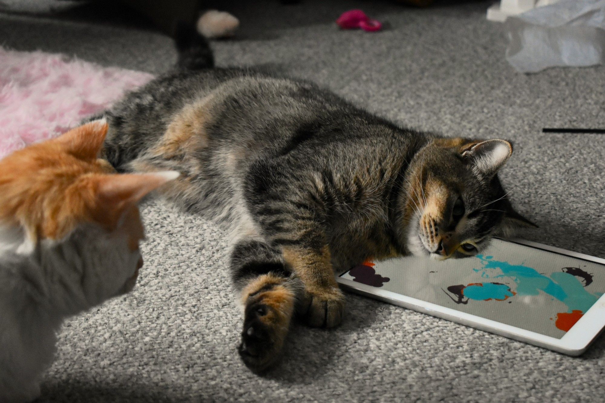 Cheddar sits off to the left of the photo, watching Figgy. Figgy is sprawled on the floor, resting his head on the ipaw where the painting game is playing.