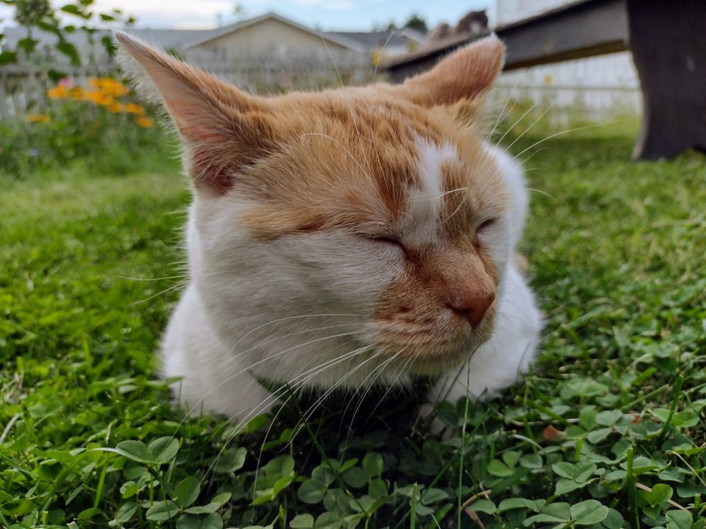 Cheddar lies in the grass as loaf. His head is tilted slightly to the right and his eyes are closed. 