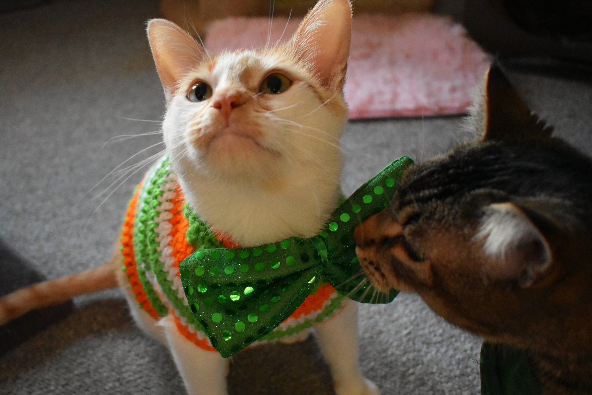 Cheddar is wearing a crochet sweater with orange, green, and white stripes, along with a big green bow tie. He is sitting and looking upwards. To his right, Figgy is stepping into the frame of the photo.