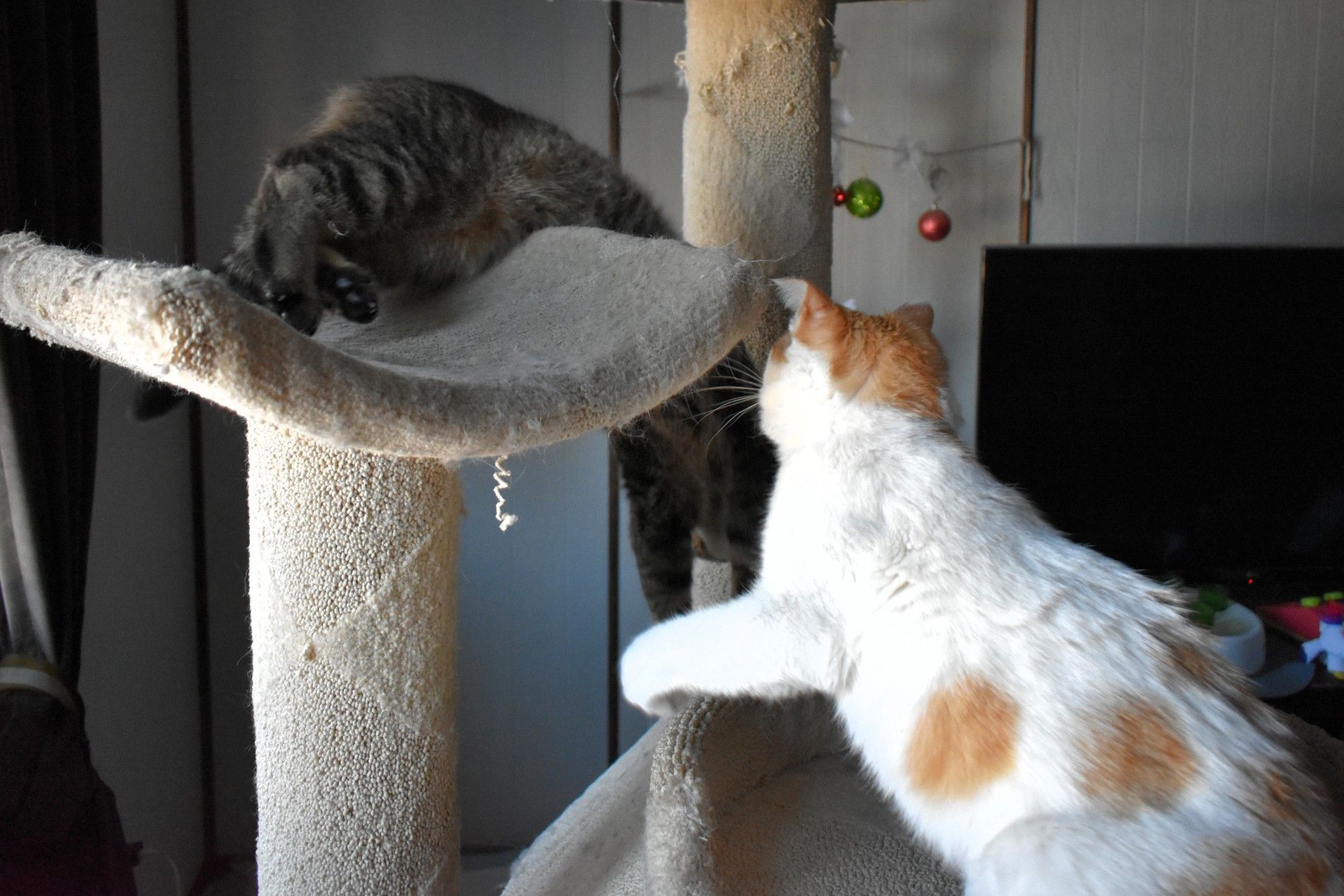 Action shot. Figgy is rolling off the higher tier in the cat tree, with his feet still on the tier and his front arms outstretched as he moves downward. Cheddar is on the lower tier, moving towards Figgy.