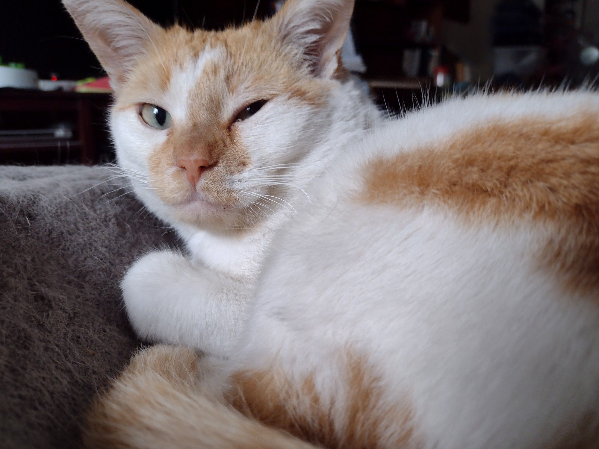 Cheddar lies in his hammock bed, looking proud and winking at the camera.