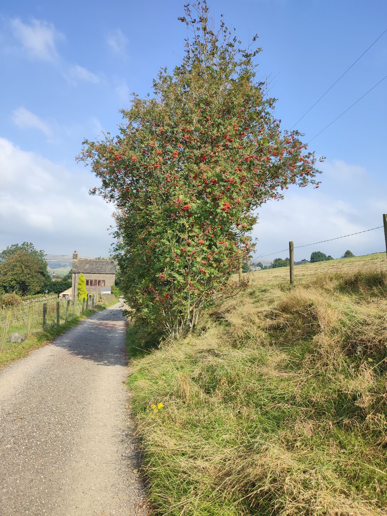 Mountain Ash (Rowan) at Holly Grove, Diggle, Saddleworth