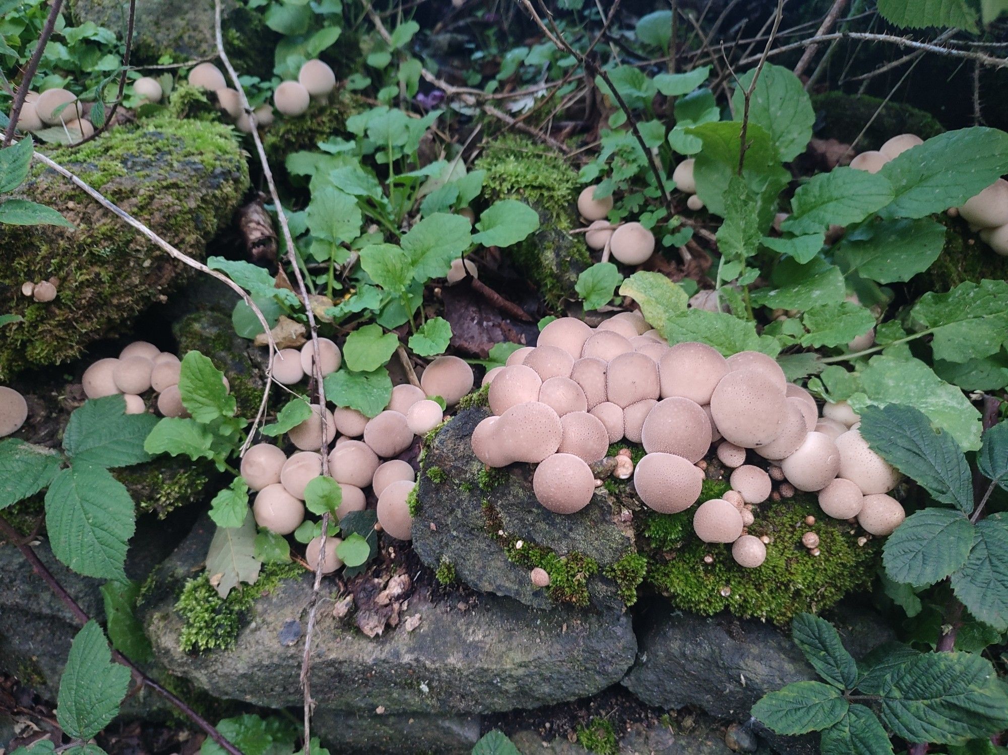 Puffball mushrooms near Saddleworth golf course