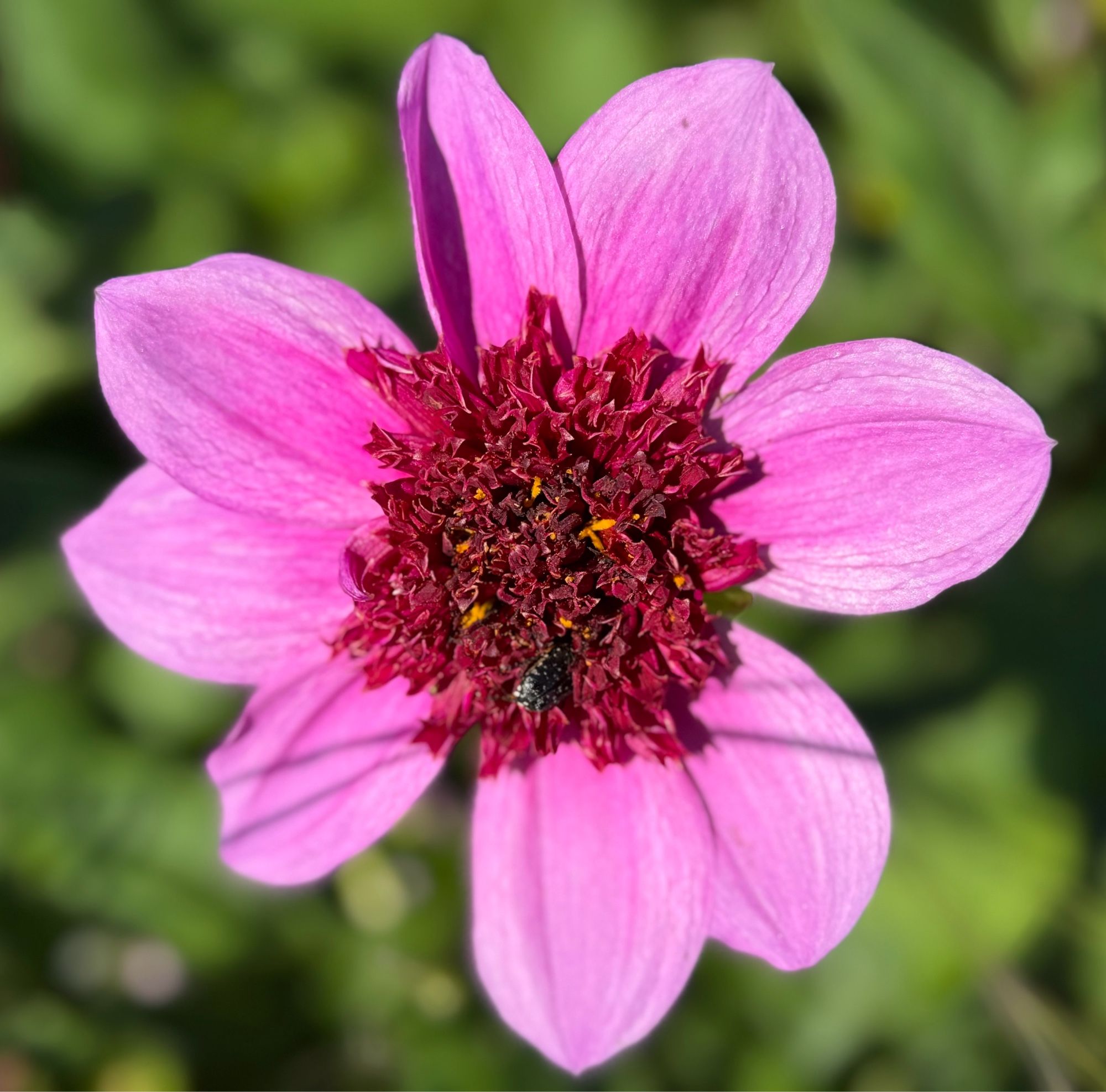 Blumenblüte in Pink