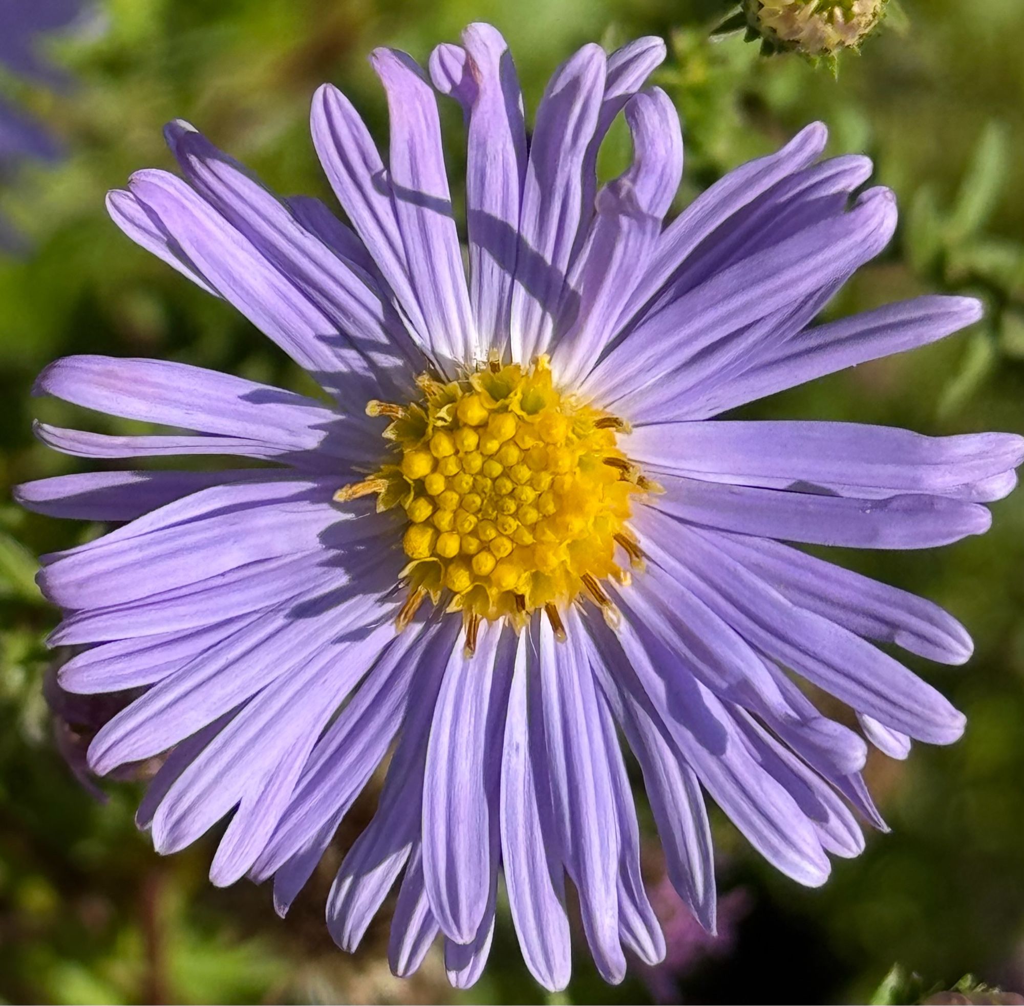 Violette Blumenblüte im Sonnenlicht…