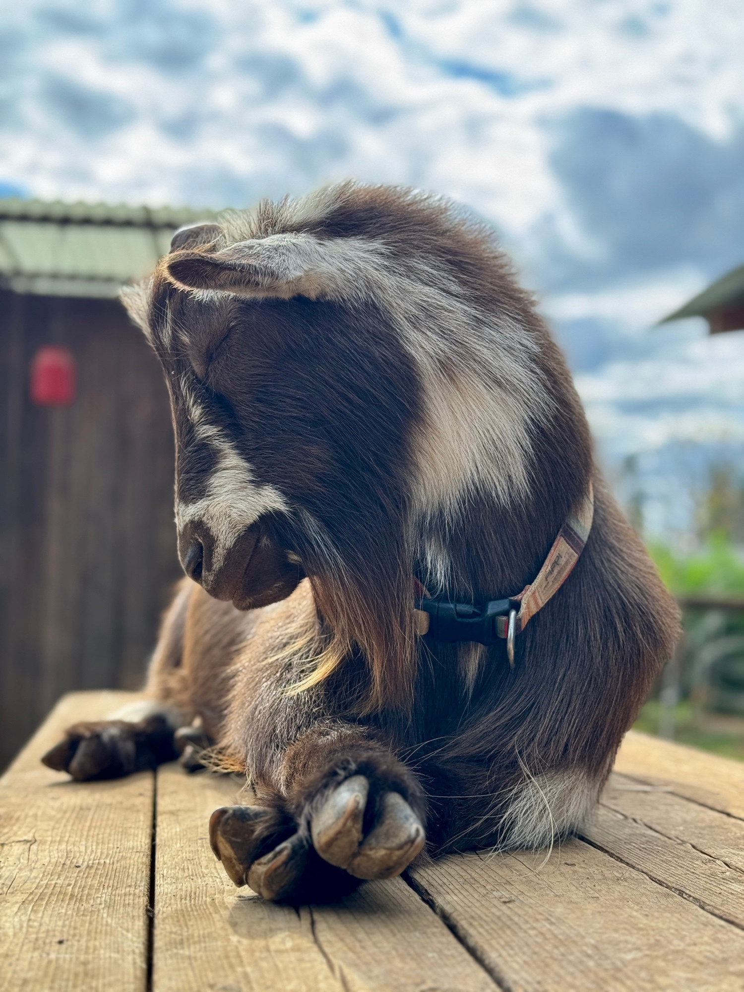 Hershey the goat, basking in the sun. 
