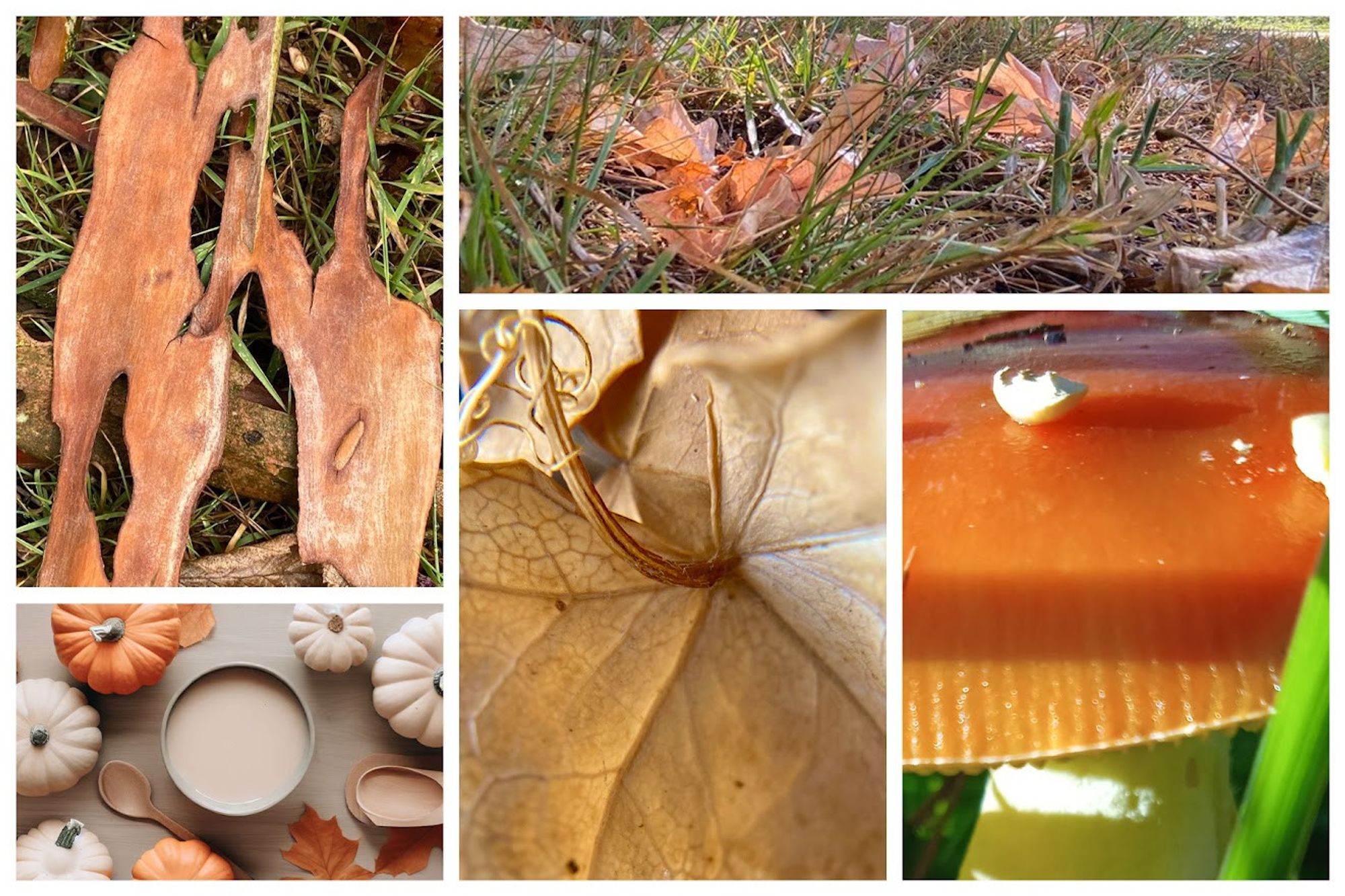 On y voit des éléments naturels comme des feuilles mortes, des champignons, et des morceaux de bois en décomposition, typiques de cette saison. Un des cadres montre une boisson chaude entourée de petites citrouilles, évoquant les plaisirs réconfortants de l’automne. Les couleurs dominantes sont les teintes chaudes de marron, orange et beige, typiques des paysages d'automne. L'image évoque une ambiance à la fois rustique et chaleureuse