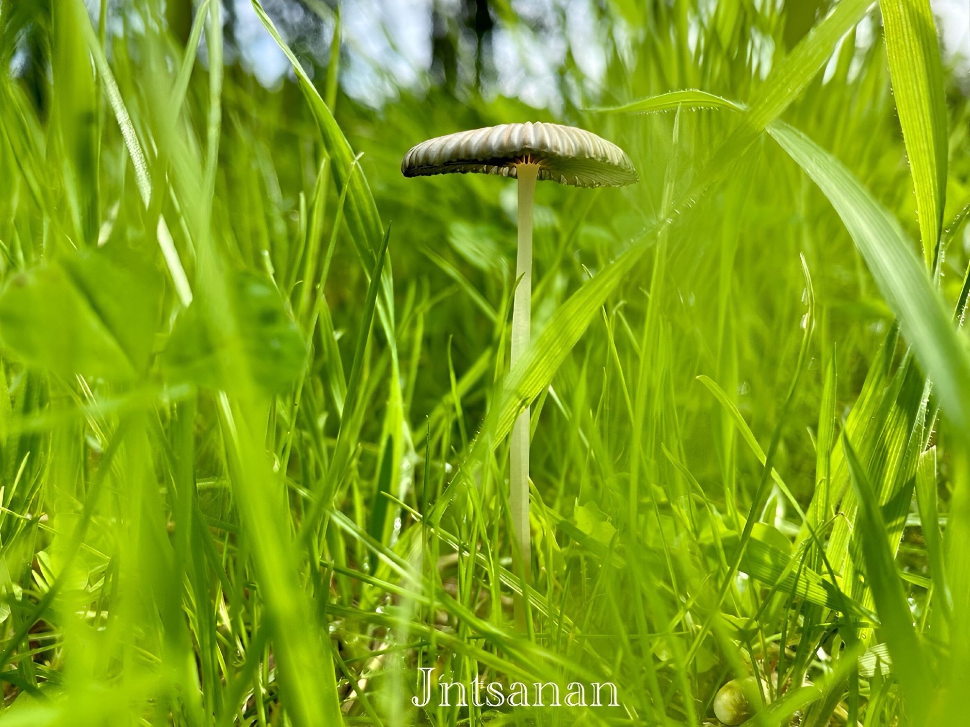 un champignon à longue tige blanche surmonté d'un petit chapeau, se tenant au milieu d'une herbe verte et dense