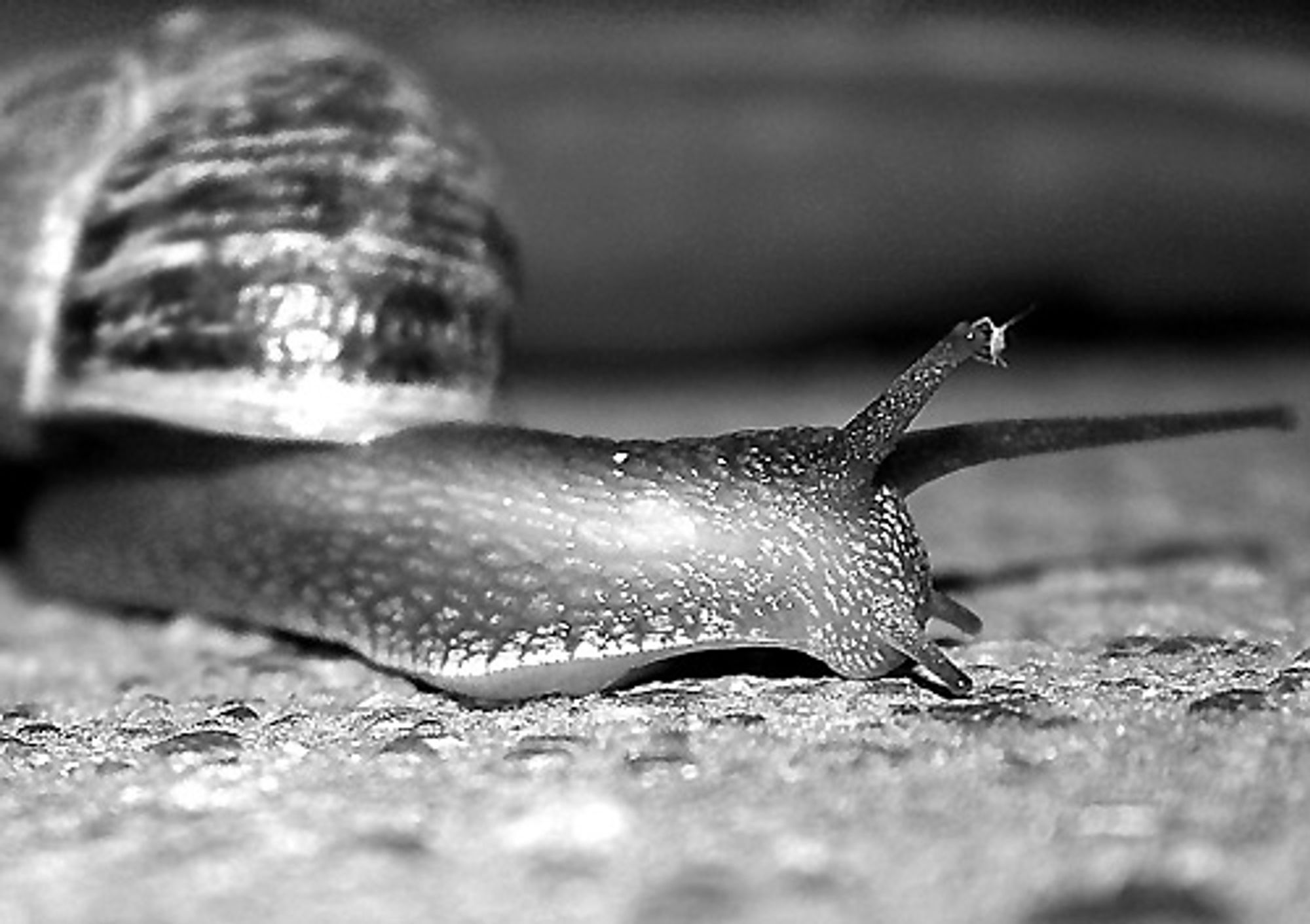 Cette photo en noir et blanc montre un escargot en gros plan, mettant en évidence les détails de son corps et de sa coquille. L'accent est mis sur sa tête, où l'on remarque un petit parasite accroché au bout de l'une de ses antennes.