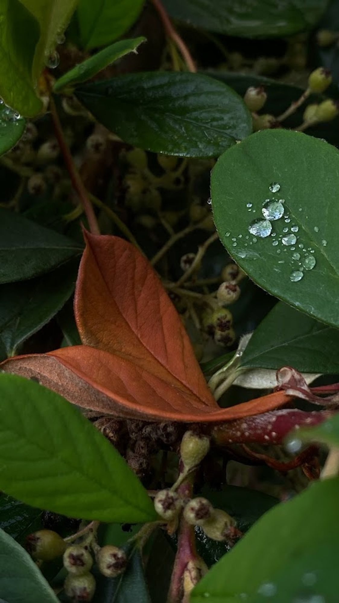 Feuilles oranges sur feuilles vertes