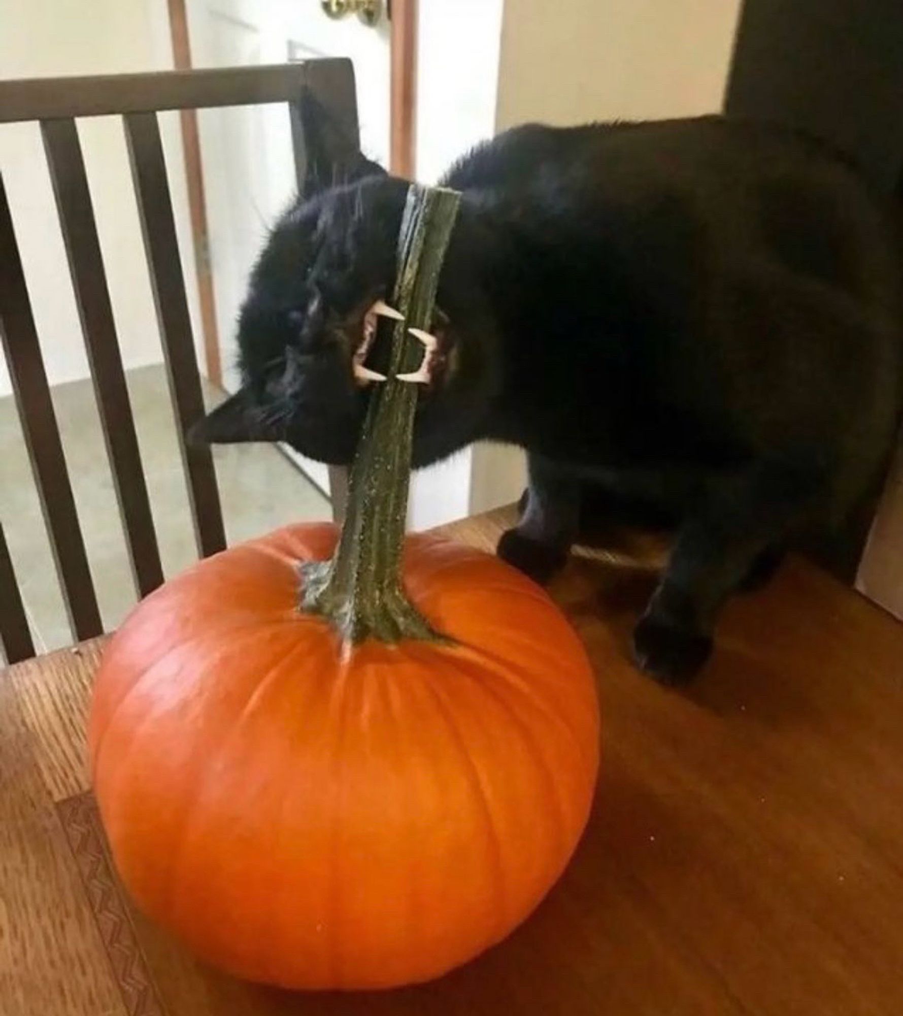 the picture that inspired the drawing, a black cat is biting the stem of a very bright orange pumpkin! you can see four white teeth biting the stem, the picture is the perfect representation of halloween!