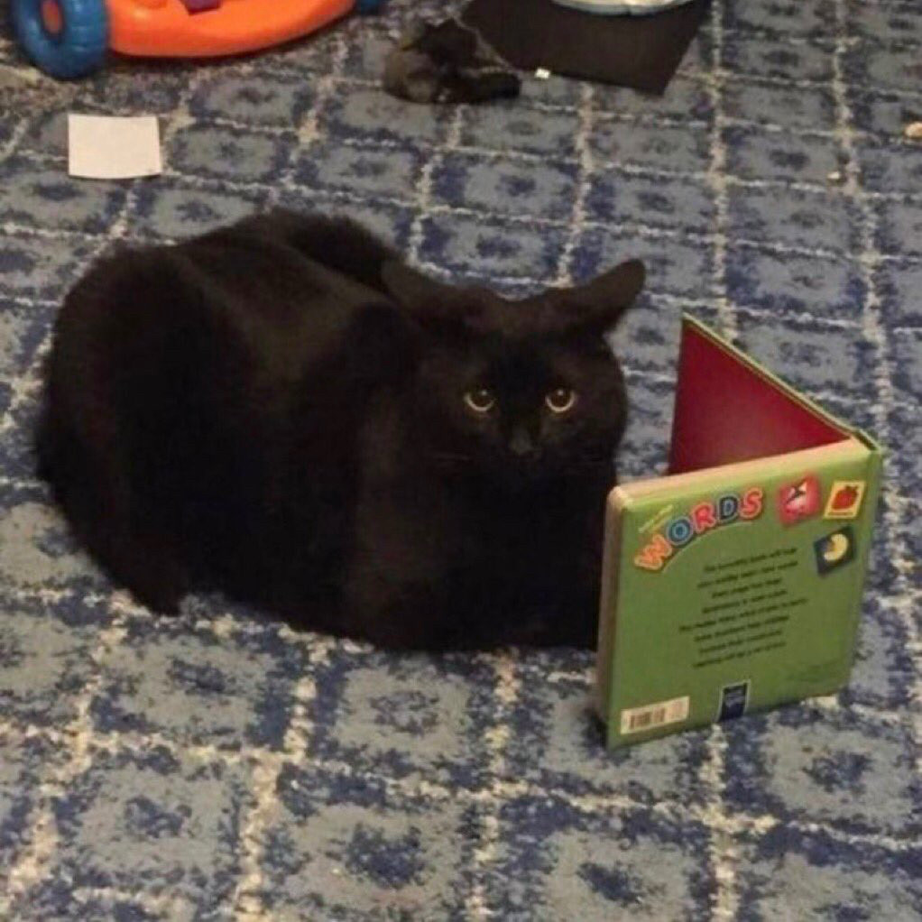 a black cat sitting loaf-style on a patterned blue carpet, looking directly at the camera, in front of the cat is a book propped open as if the cat is reading it