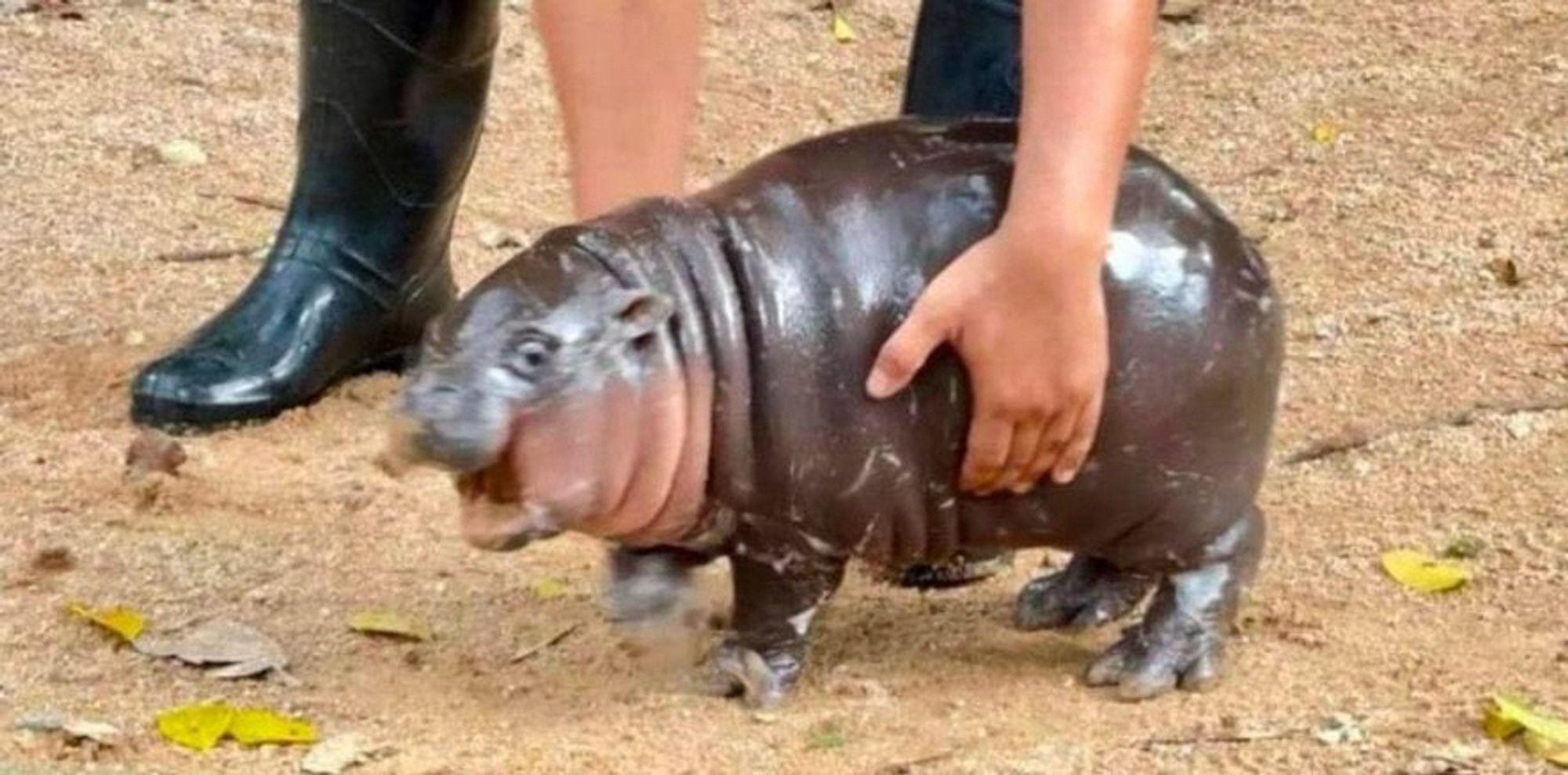 moo deng’s picture (she’s a baby hippo) that inspired the drawing, she’s very round and moisturized. a keeper from the zoo is trying to lift her up and she clearly hates it (her mouth is open and her eyes show pure anger)