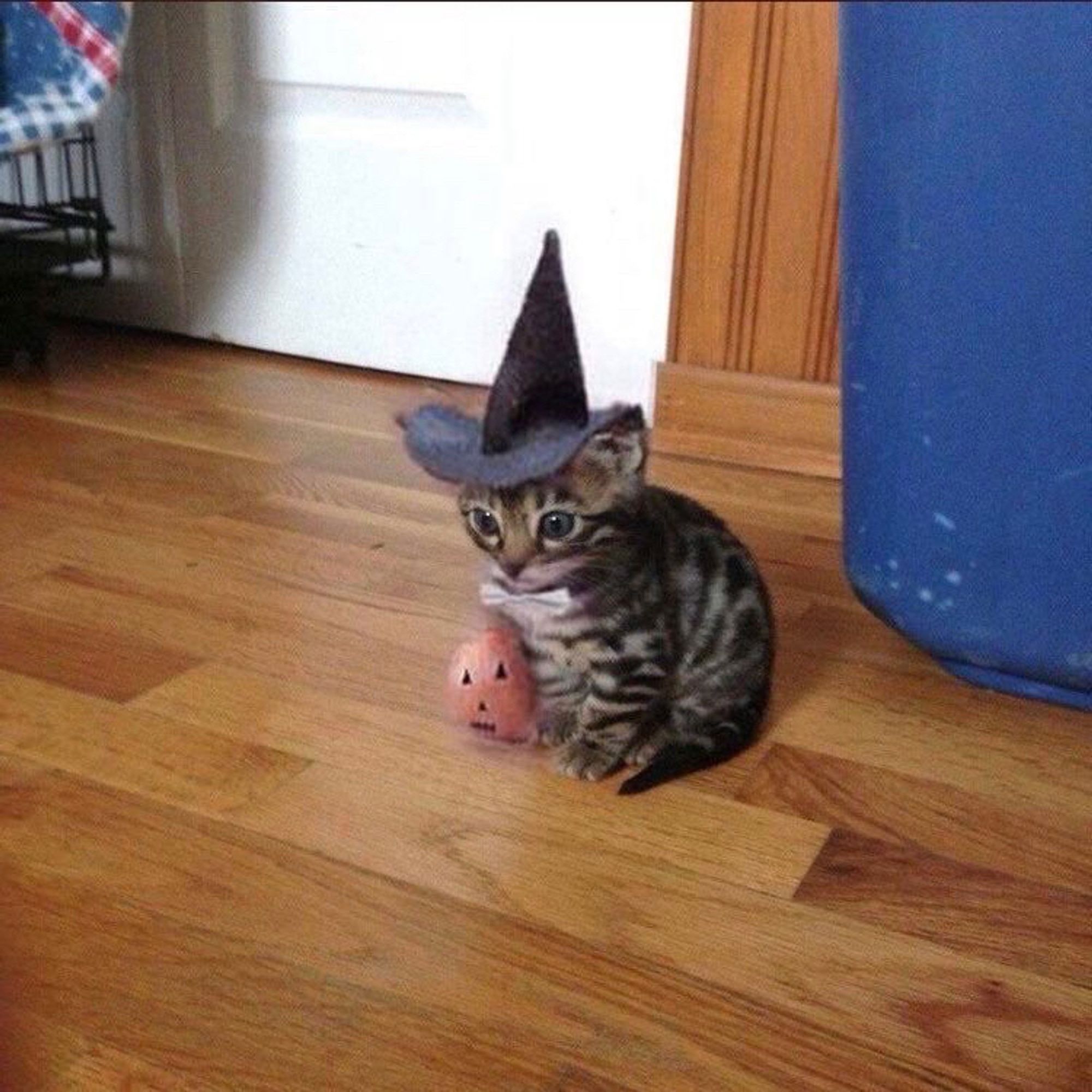 the picture that inspired the drawing, the kitten is a tabby one, the witch hat is black and the pumpkin is orange and has a little face