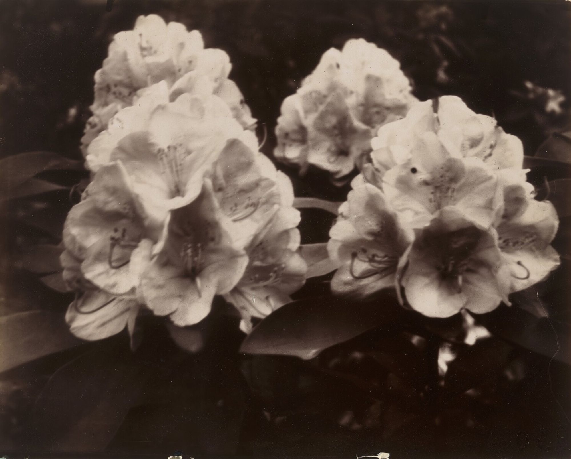 Abbott-Levy Collection. Partial gift of Shirley C. Burden