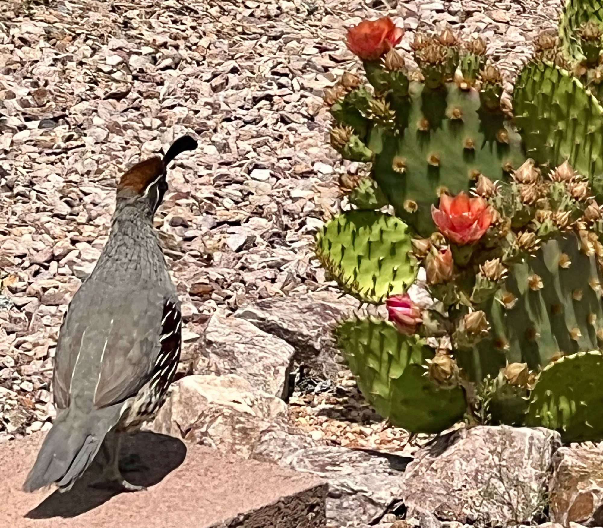 Brown male quail on a masonry wall near a prickly pear cactus with orange flowers.