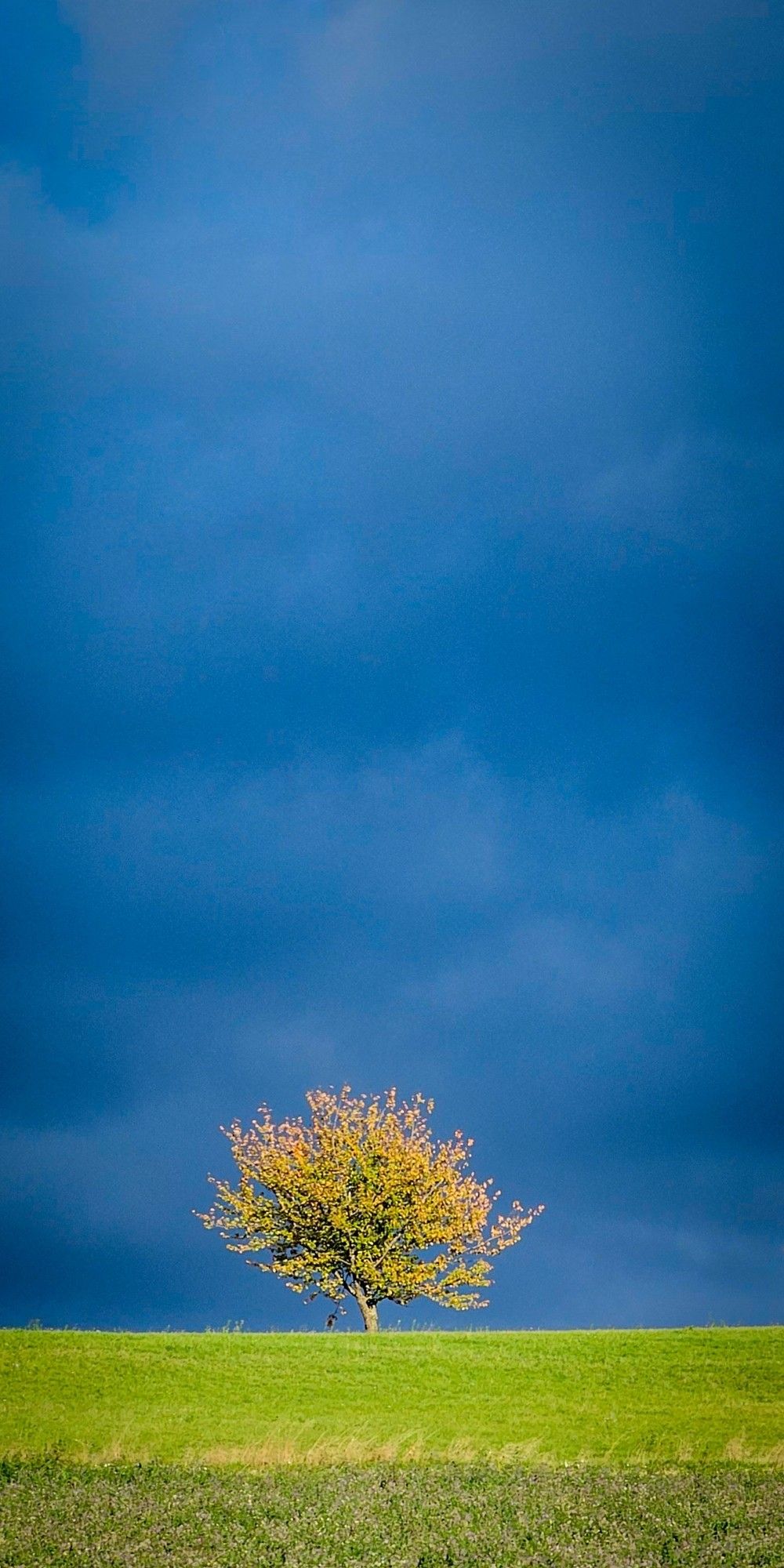 vor einer schwarzen wolke wird ein bunter herbstlaubbaum auf einer grünen wiese von der sonne angestrahlt