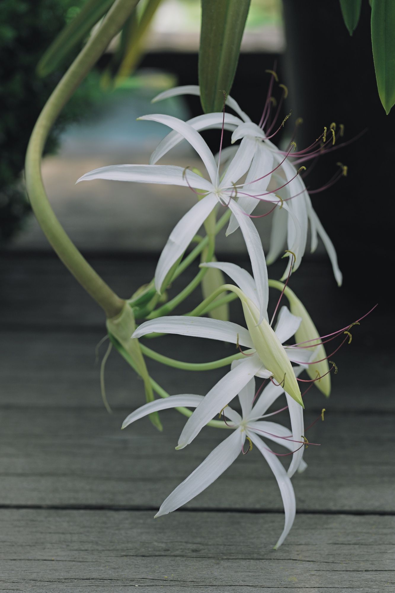 クリナム・アメリカヌム　Crinum americanum