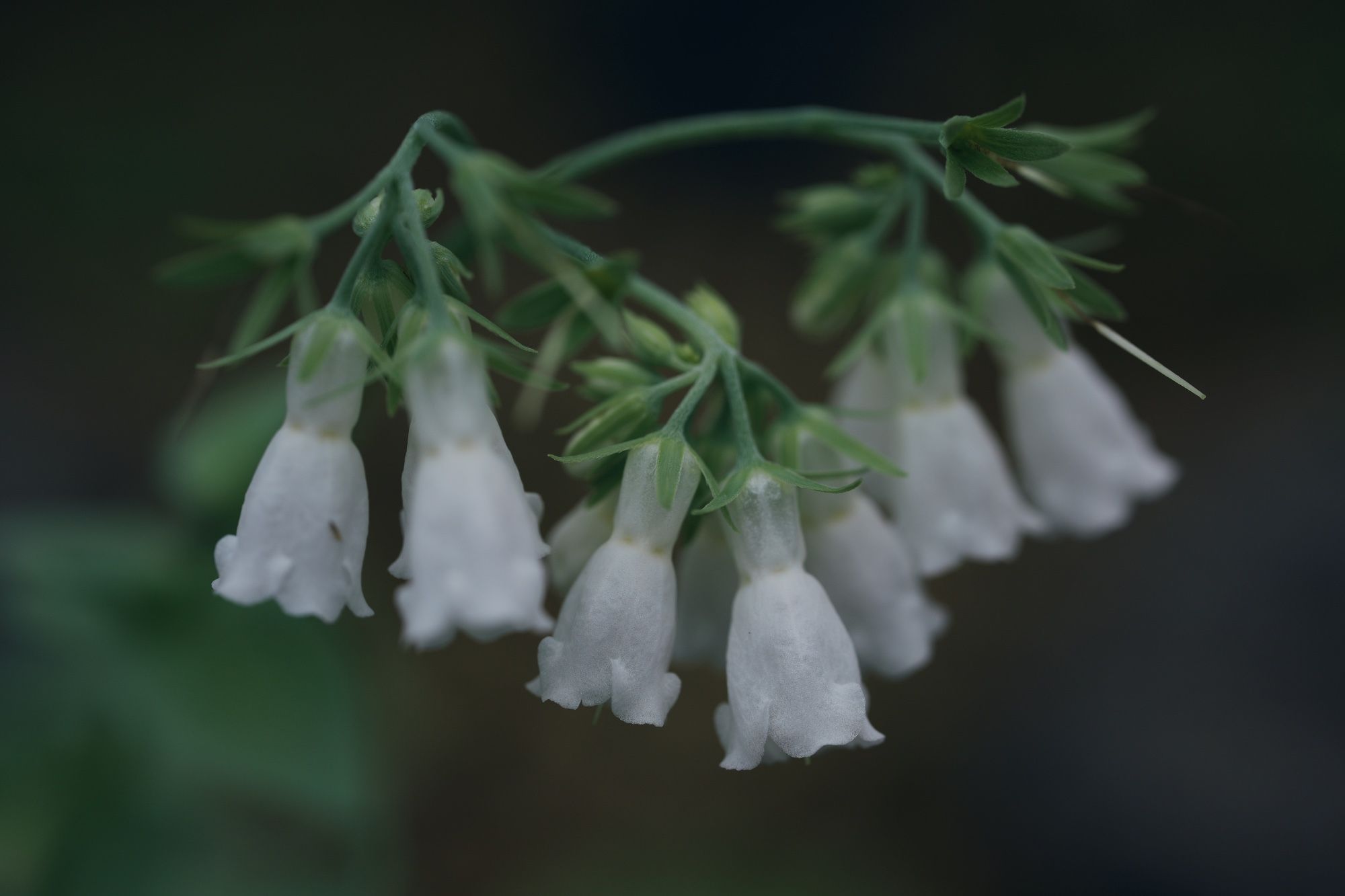 白花エゾルリソウ