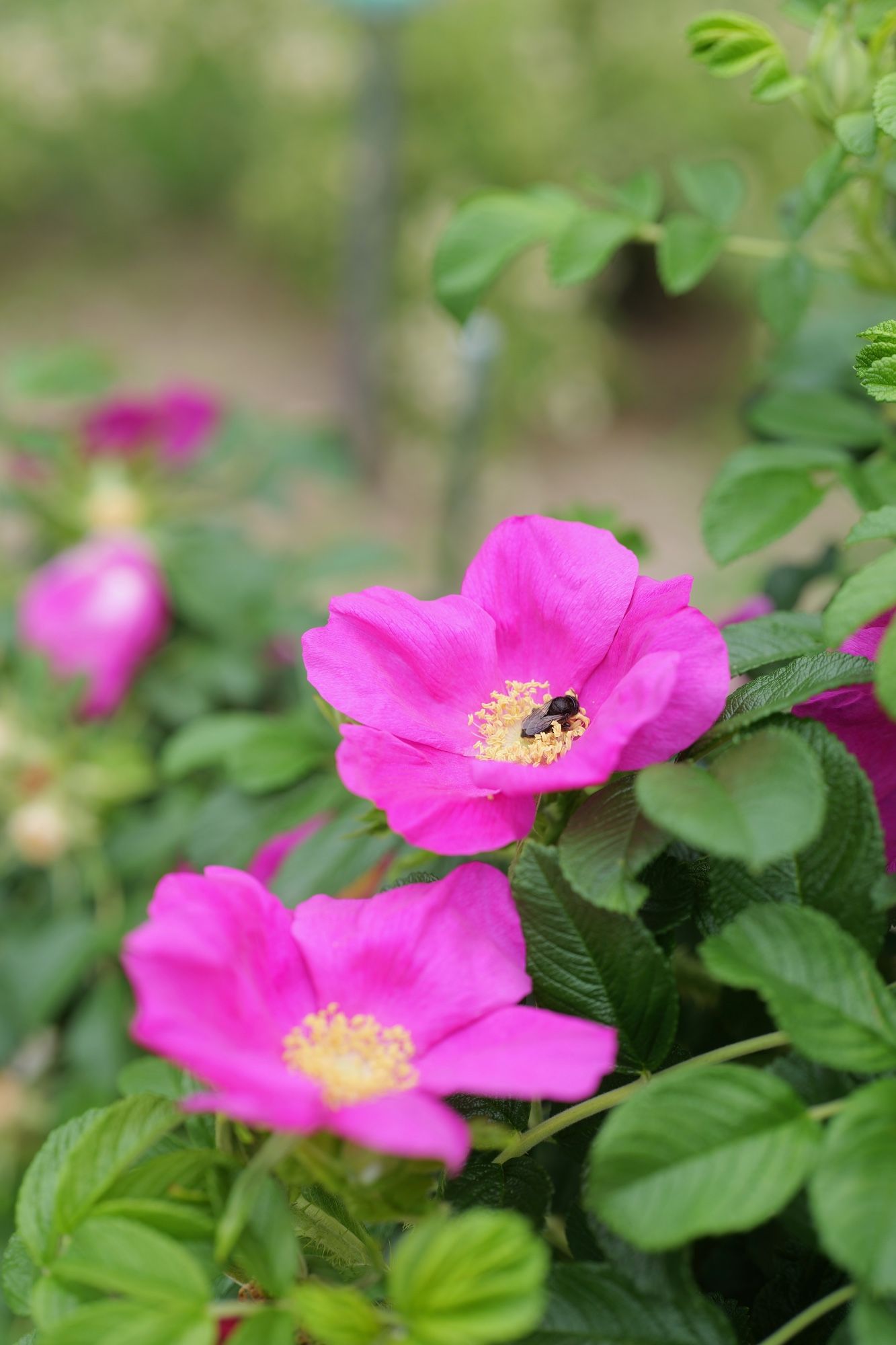 Rosa rugosa　ハマナス　野バラ