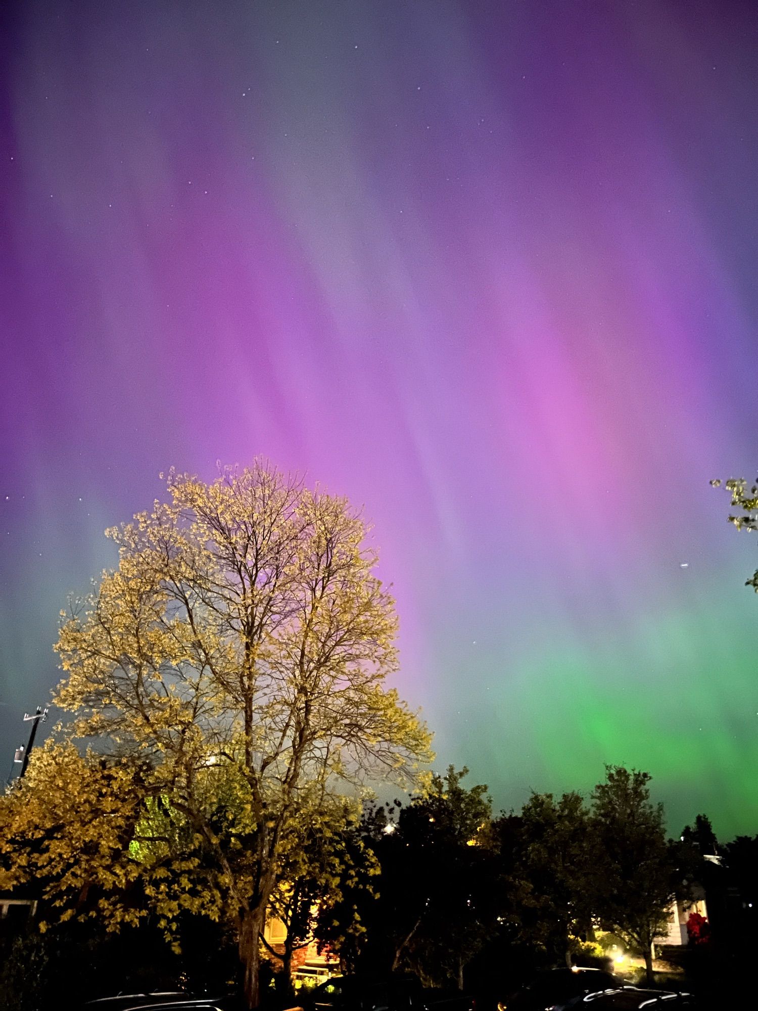 Pink and green Aurora borealis lighting the sky over and behind a tree.