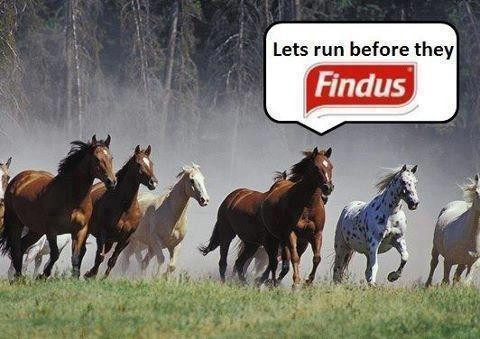 Chevaux galopant "lets run before they Findus"