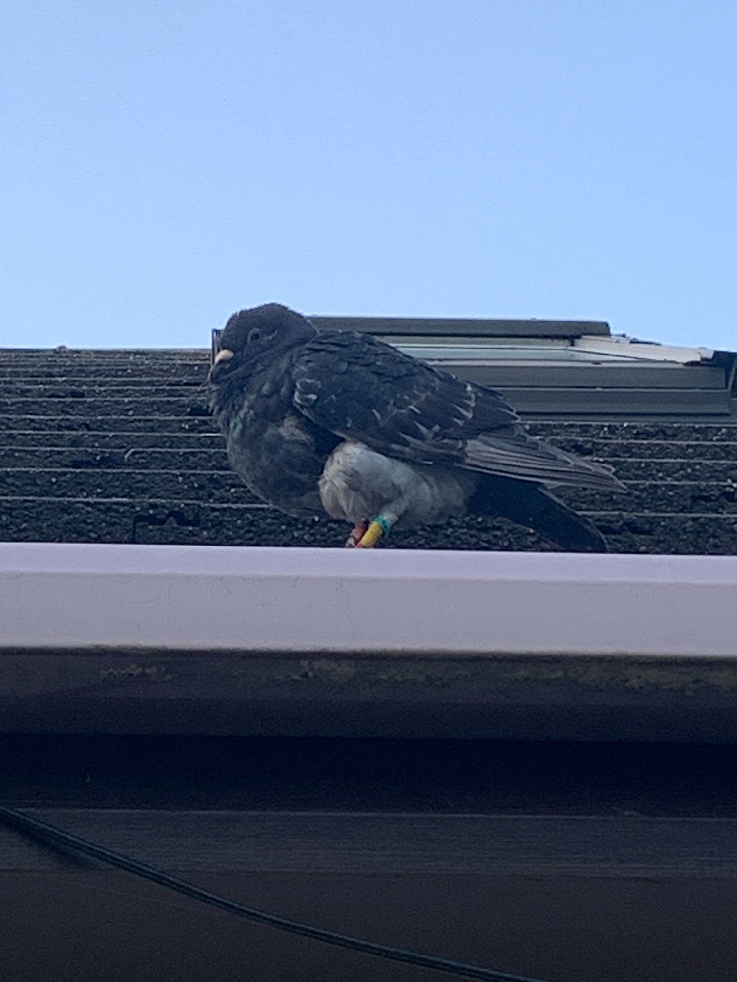 Pigeon in the gutter of my roof. Some form of ring visible on its leg. Looking like it does not give a f***