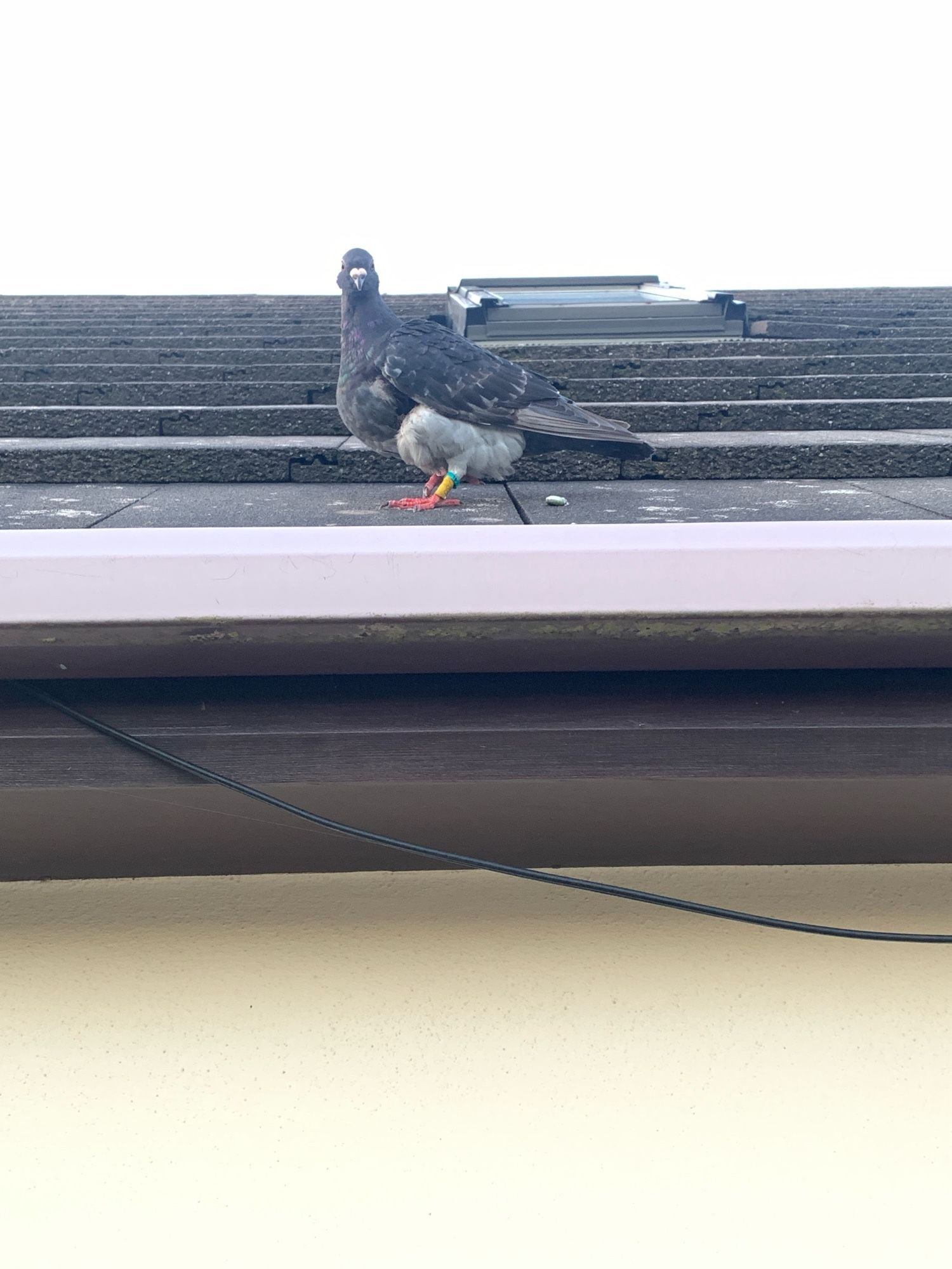 Picture of a bird in the gutter of my roof. It might be a homing pigeon, it is rampant guardant,