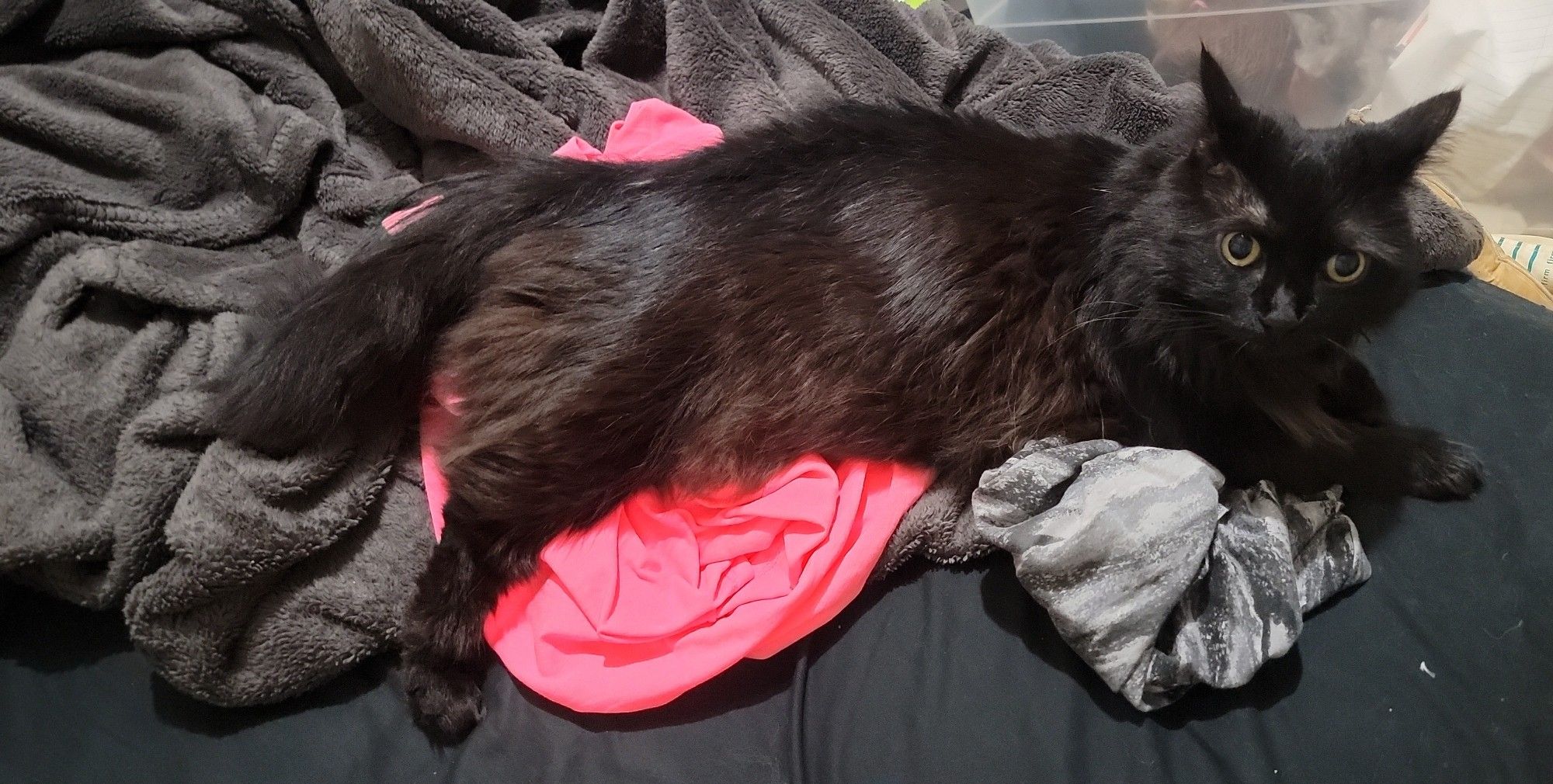 A small long hair black cat resting on a pair of shorts and a pink shirt