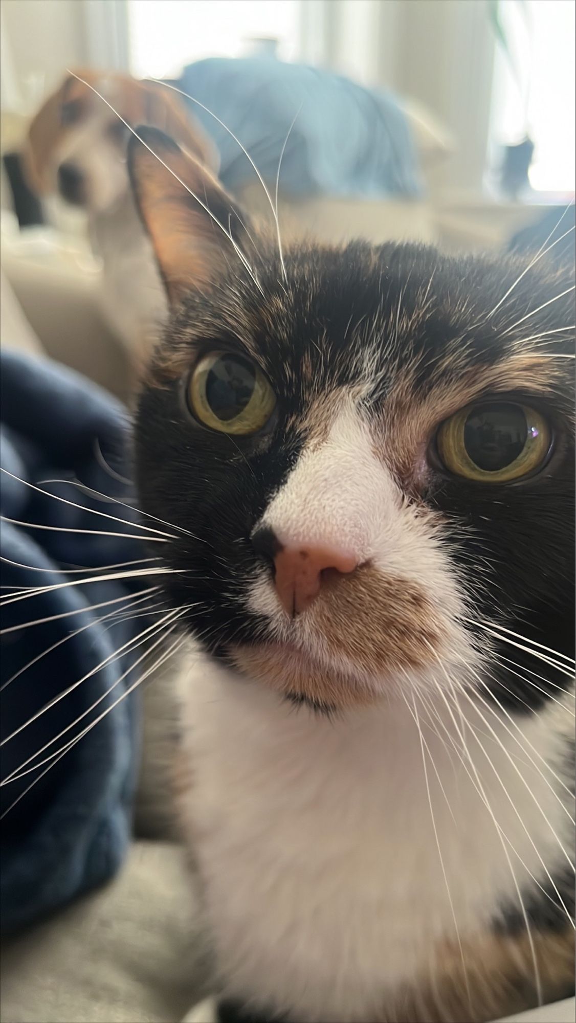 Calico cat with big green eyes and a dot on her chin 