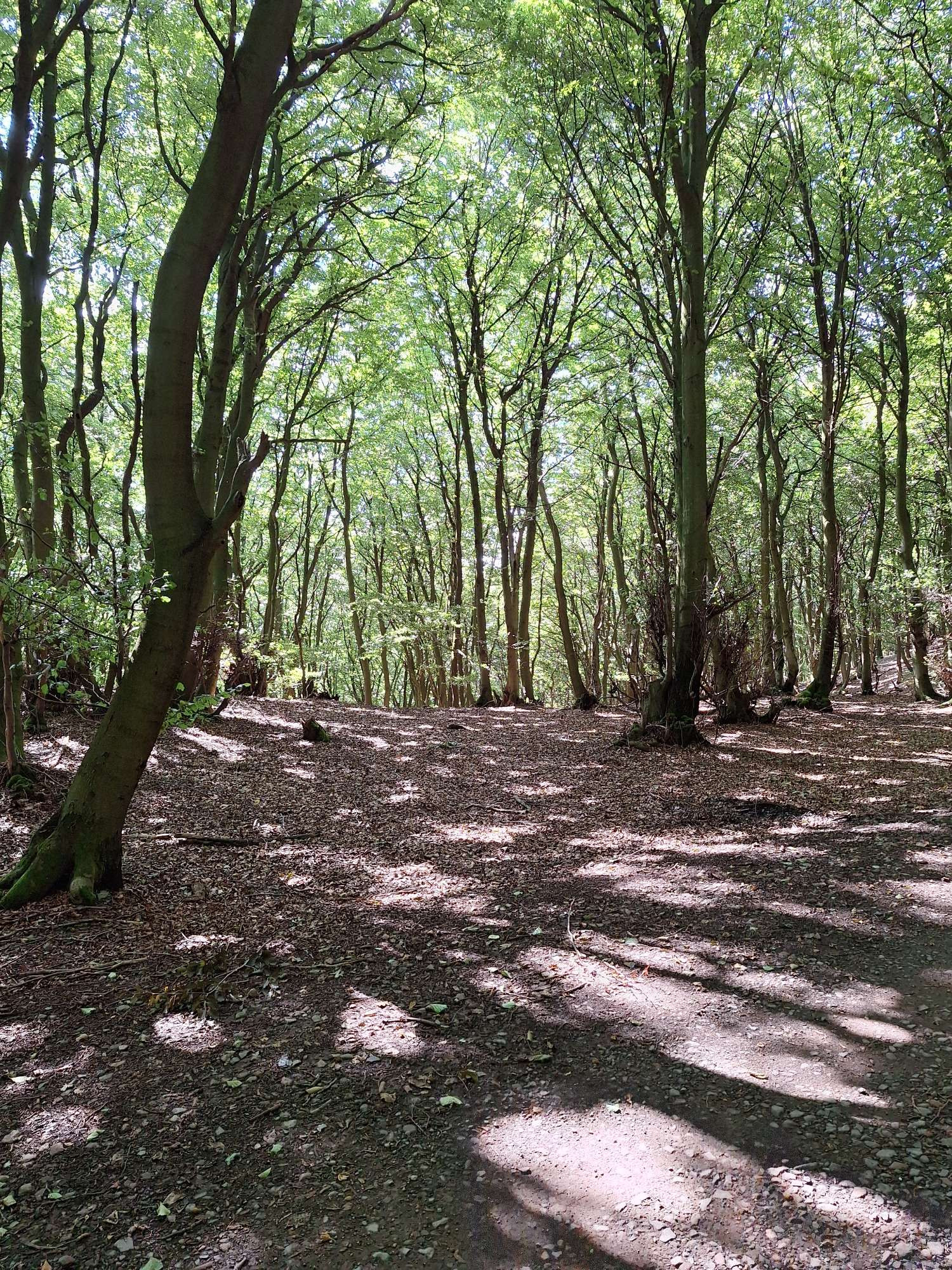 Blick in einen jungen Buchenwald im Gegenlicht. Die Sonne wirft tanzende Schatten auf den Waldweg.