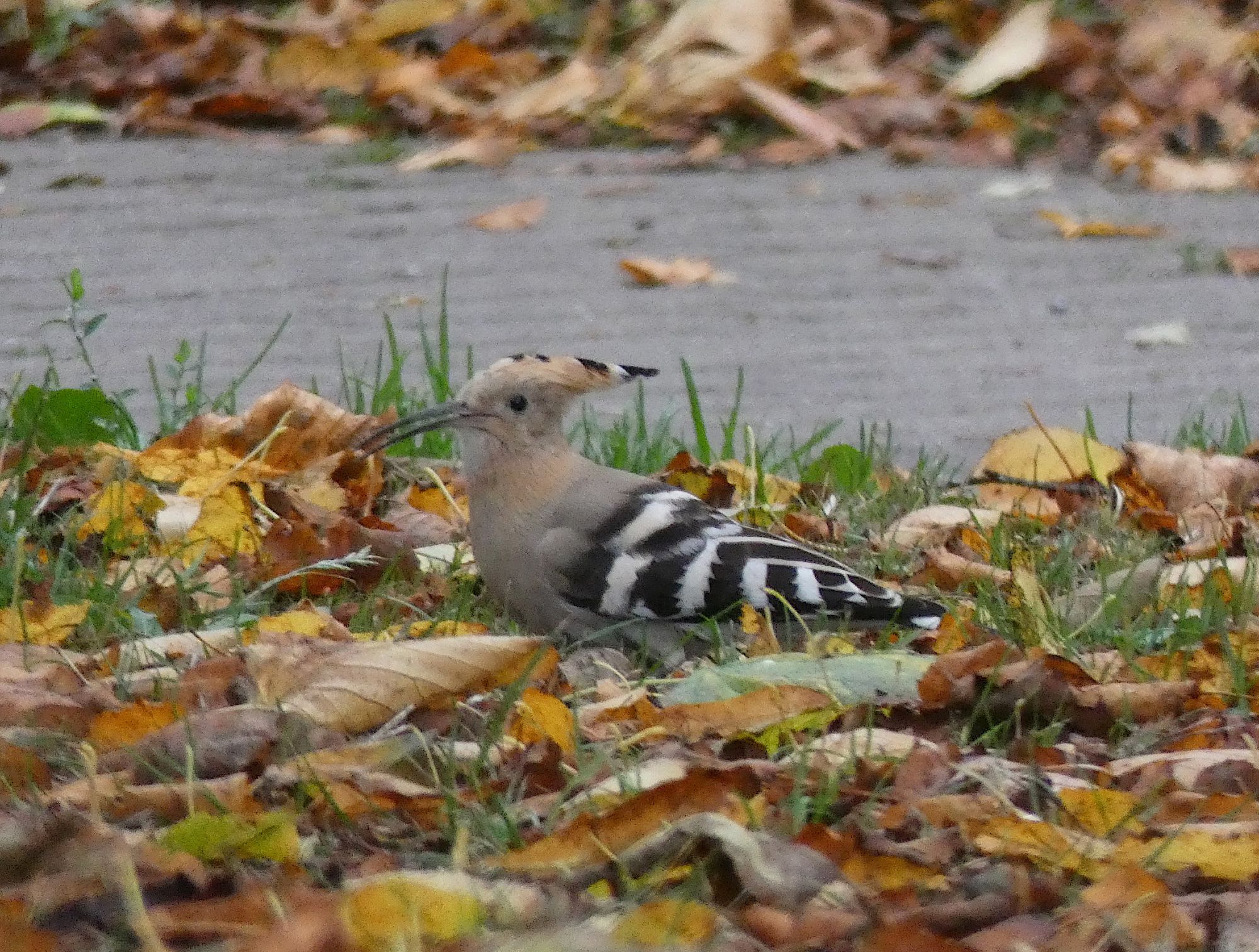 Hoopoe (Upupa epops)