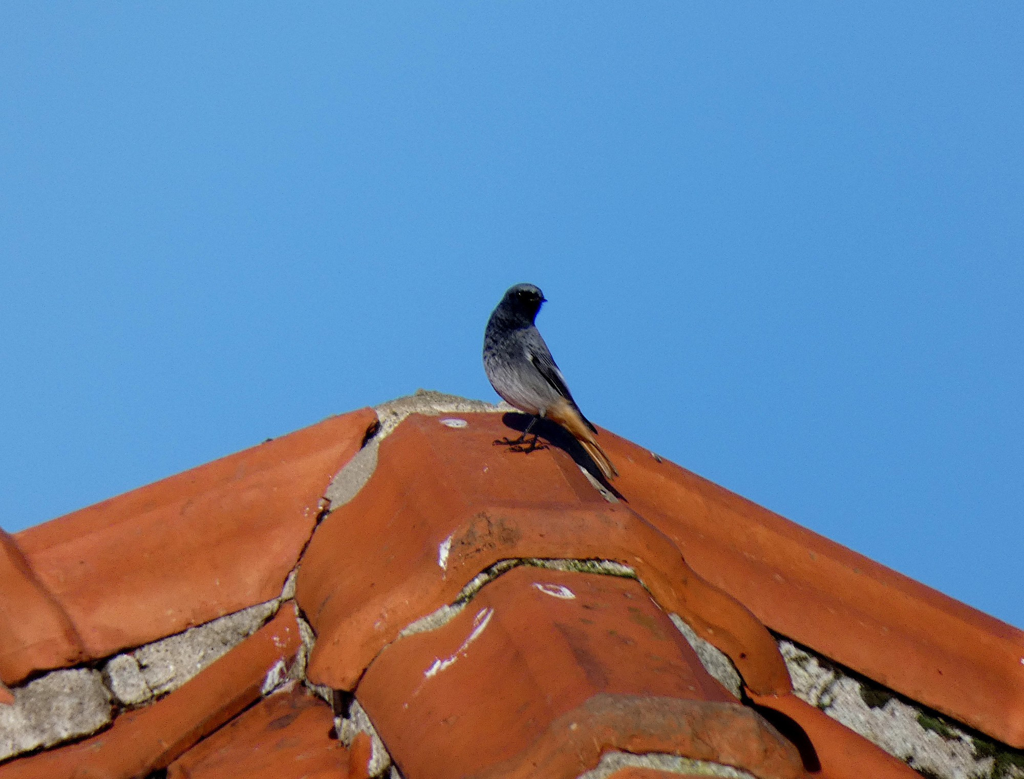 Black Redstart (m)