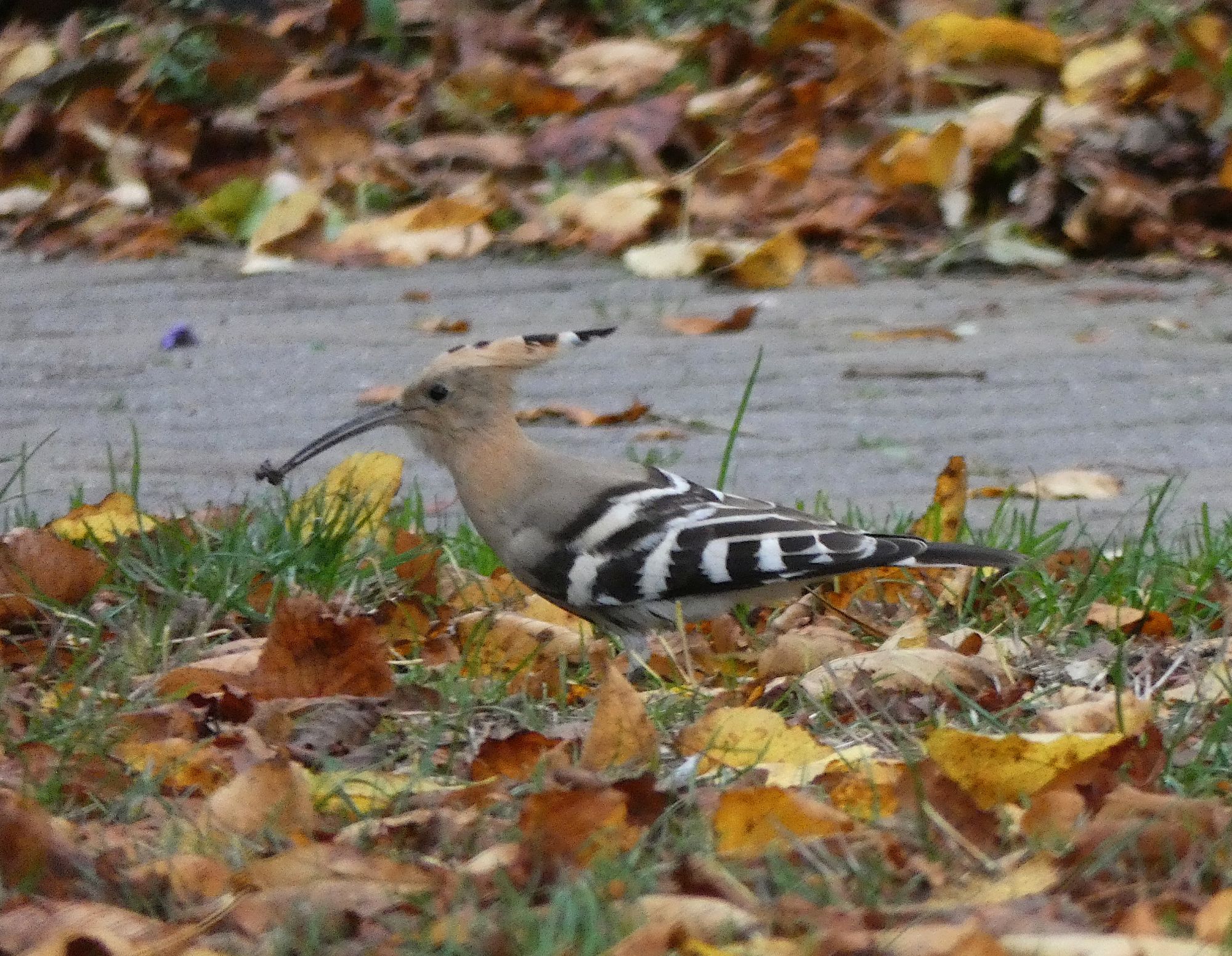 Hoopoe (Upupa epops)