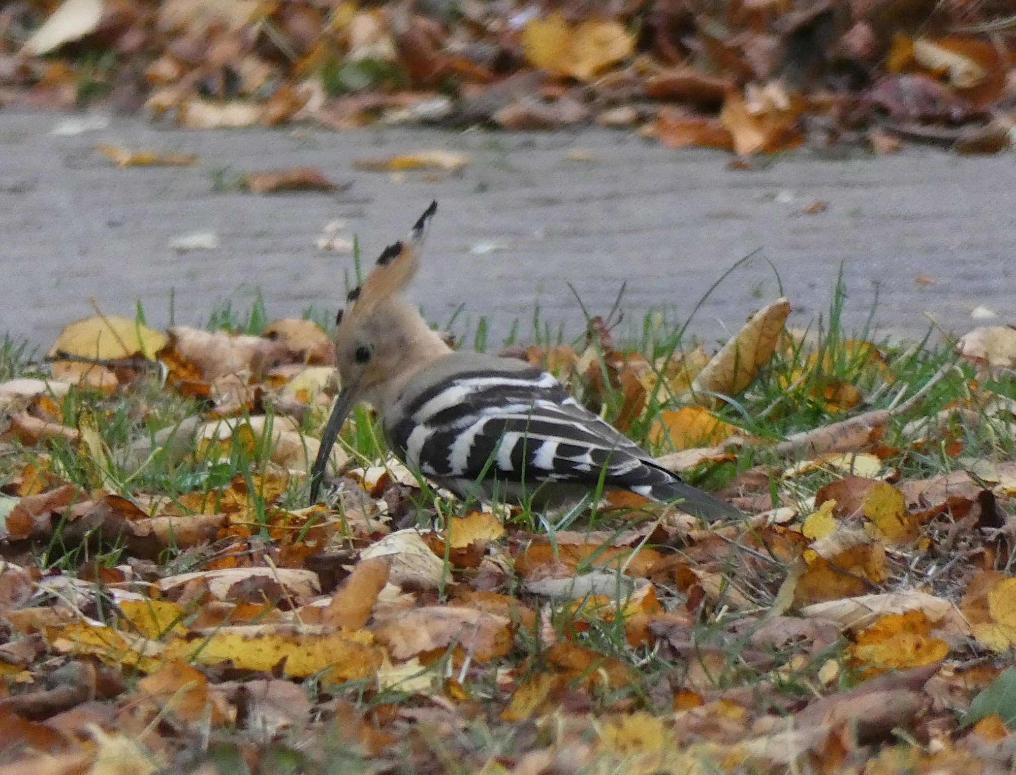 Hoopoe (Upupa epops)