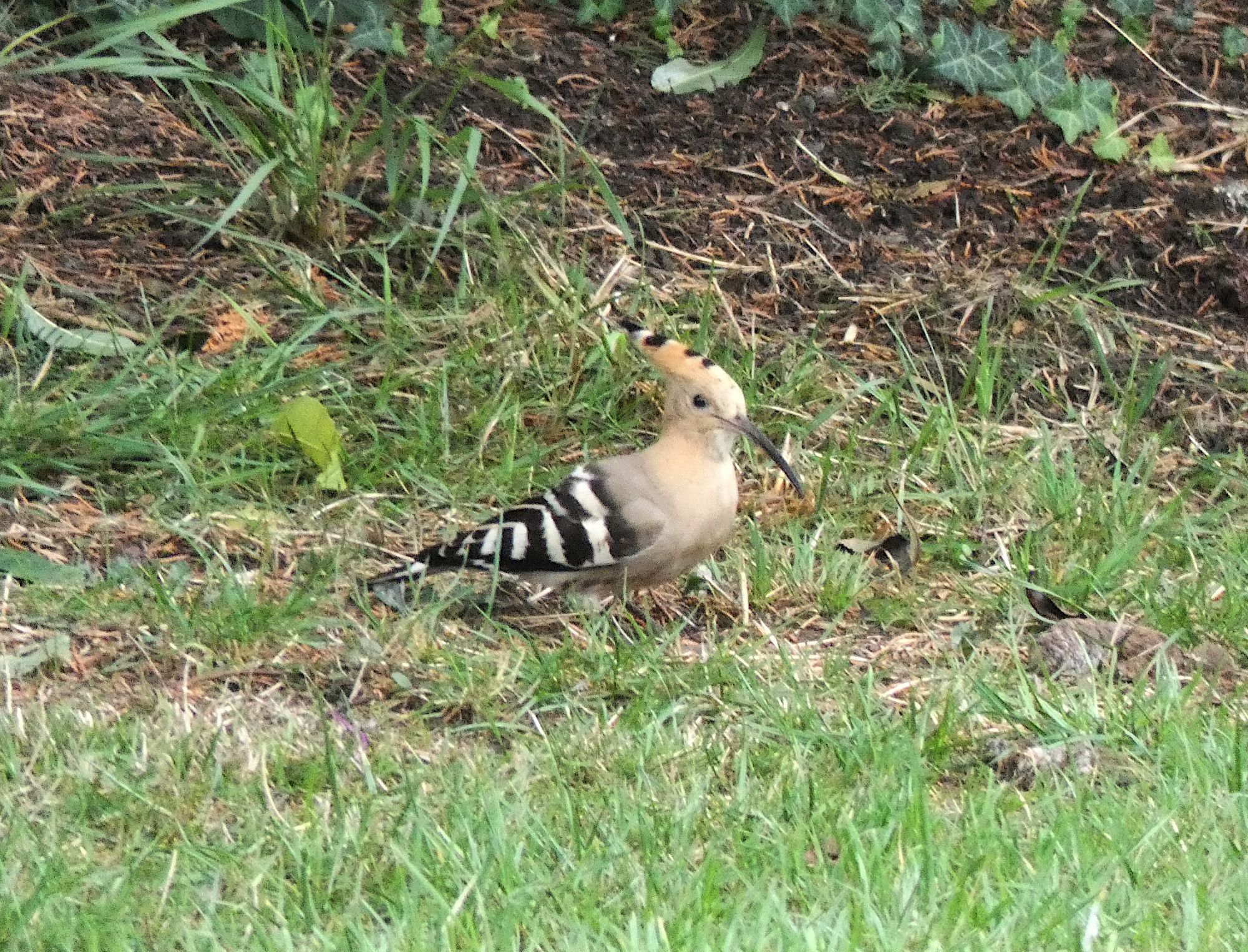 Hoopoe (Upupa epops)