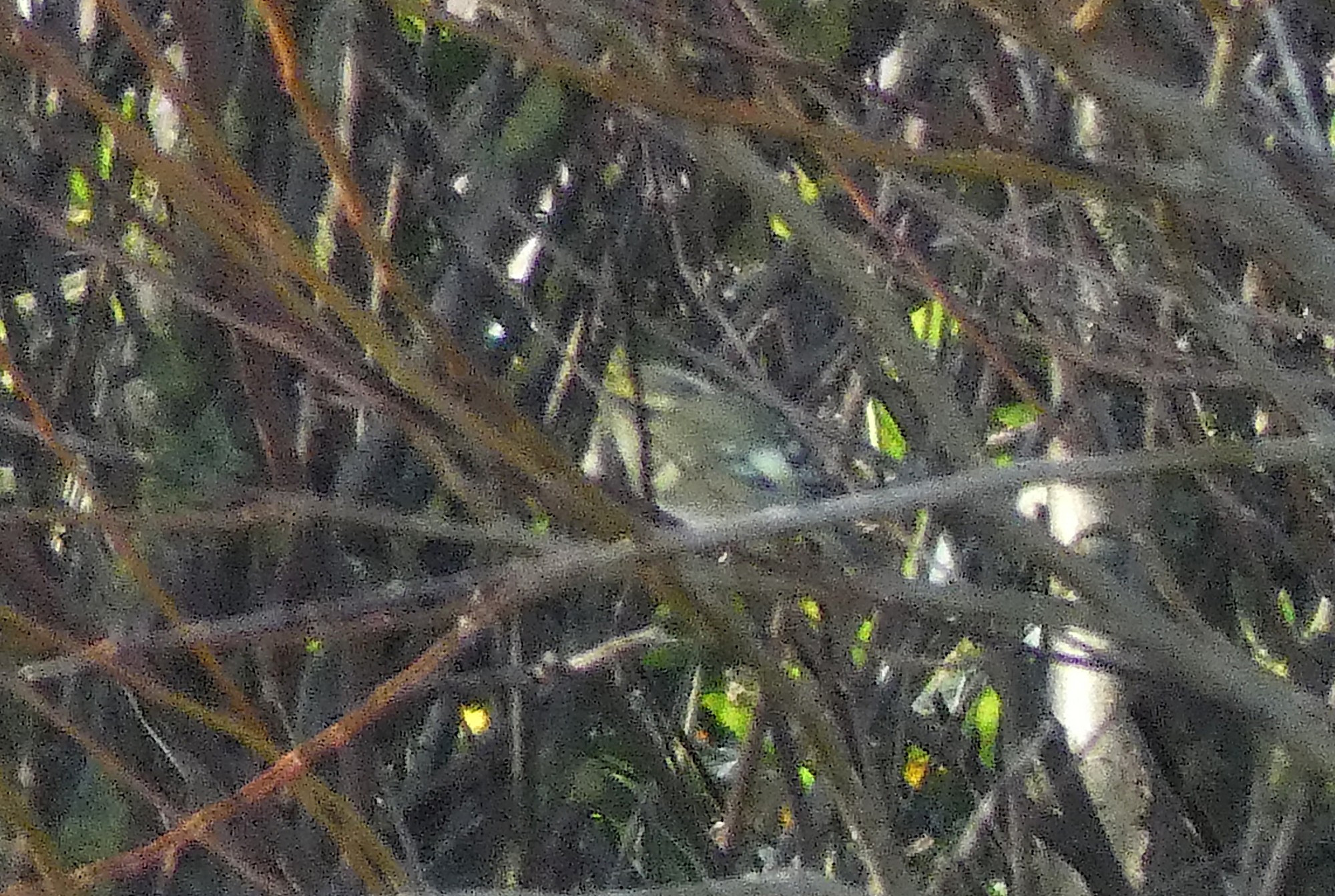 Pallas's Warbler

nice pale rump 