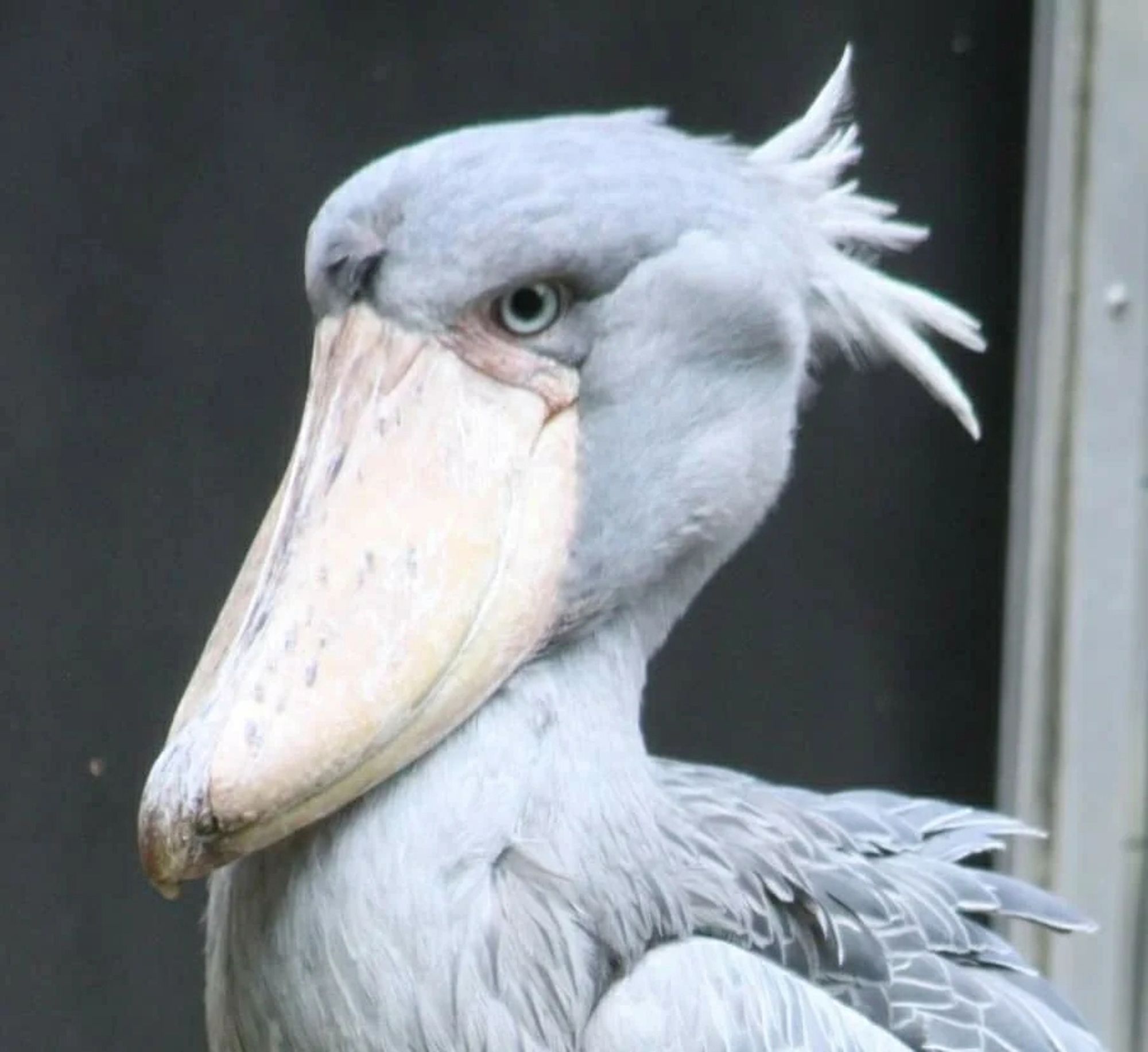 Shoebill in side view