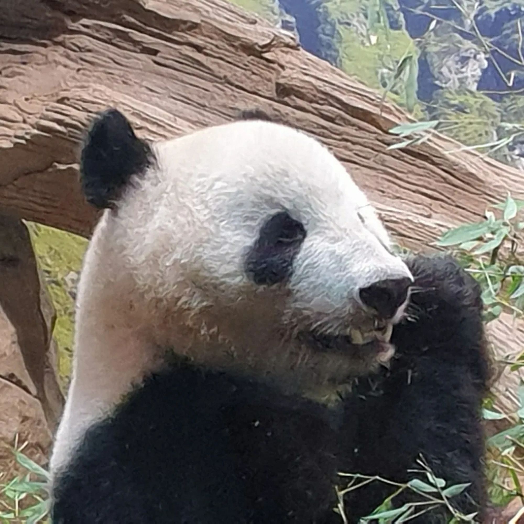 A giant panda eating bamboo