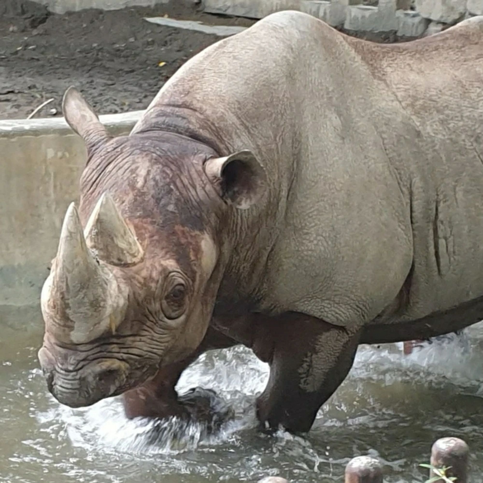 Black rhino sloshing through water